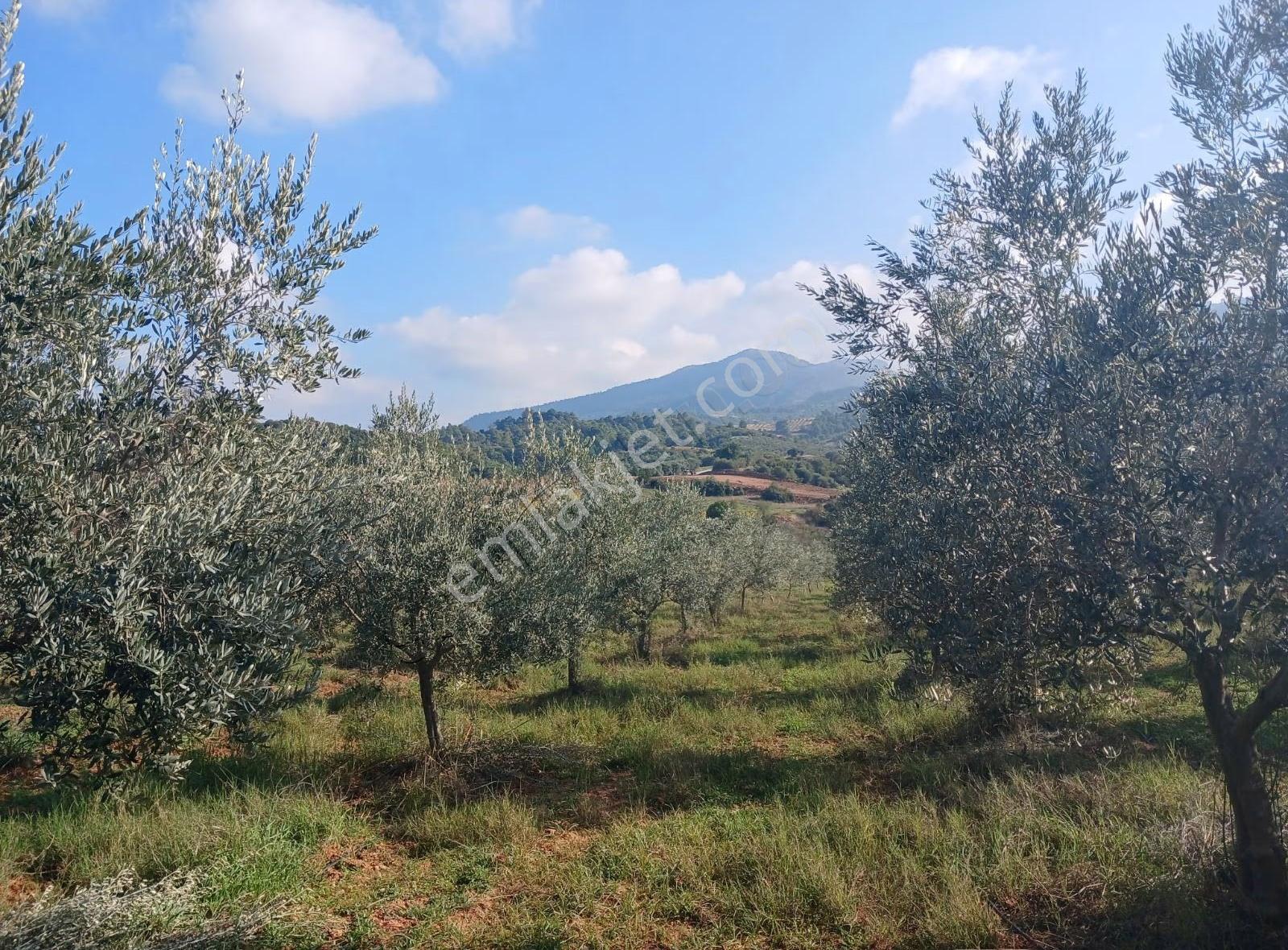 Manisa Ahmetli Alahıdır Mahallesi 6200m² Zeytinlik Satılık - Görsel 19