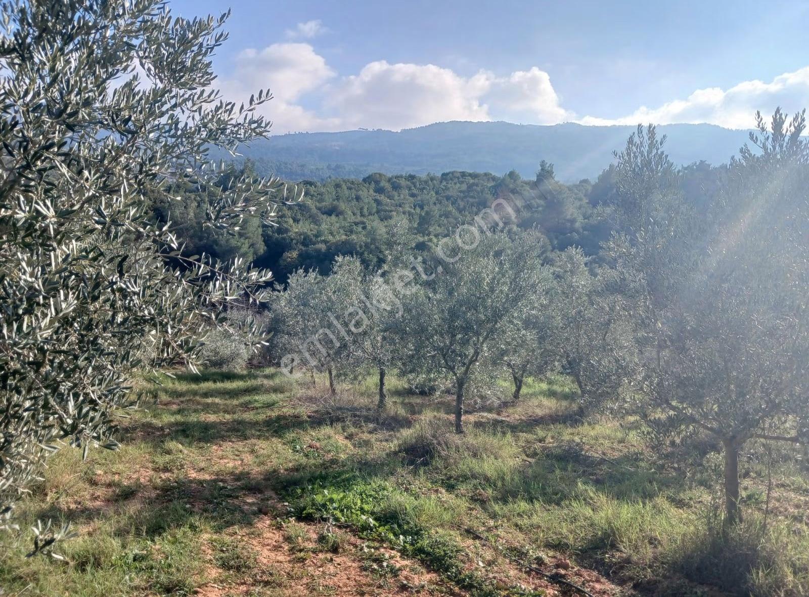 Manisa Ahmetli Alahıdır Mahallesi 6200m² Zeytinlik Satılık - Görsel 18