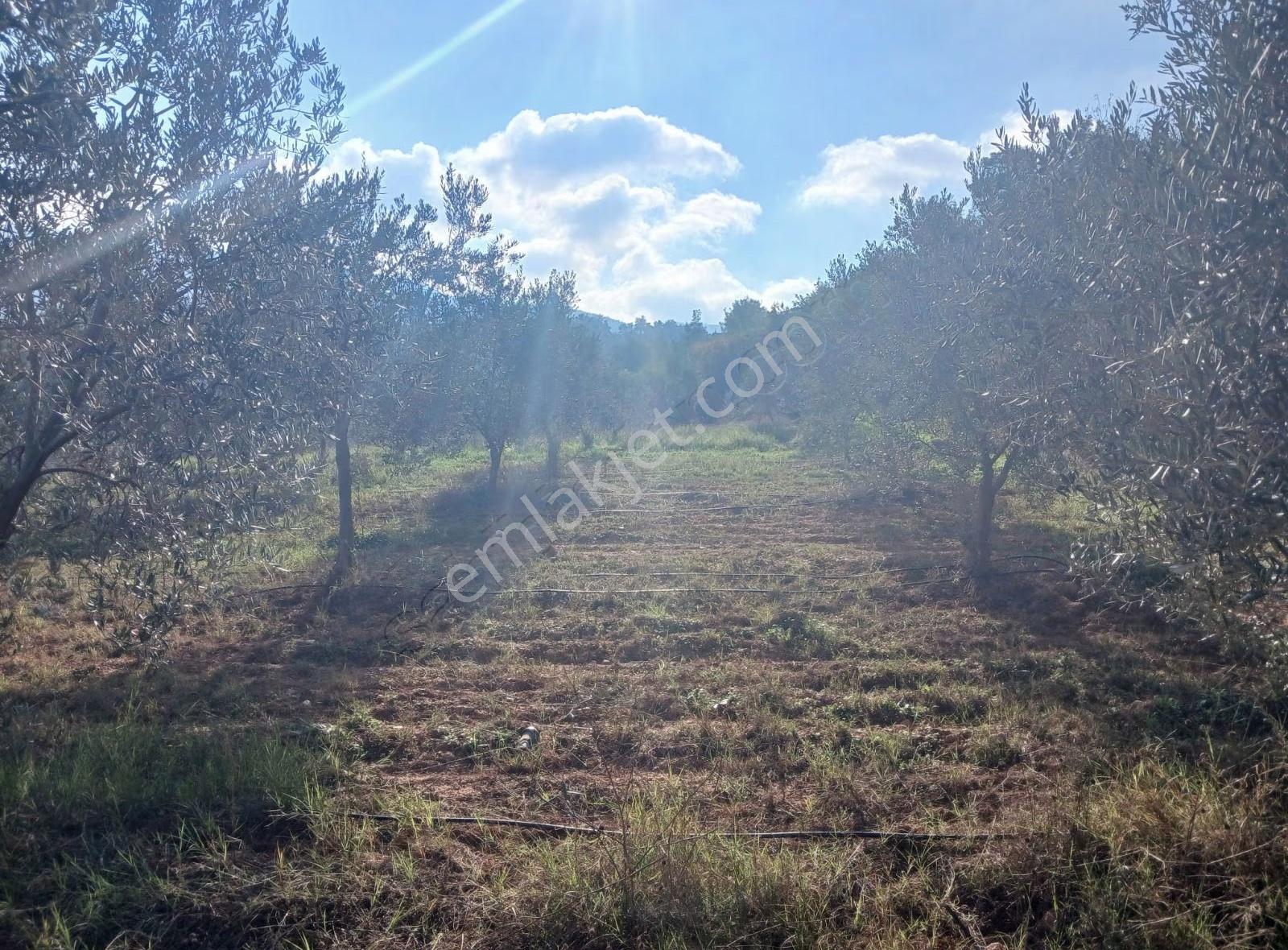 Manisa Ahmetli Alahıdır Mahallesi 6200m² Zeytinlik Satılık - Görsel 9