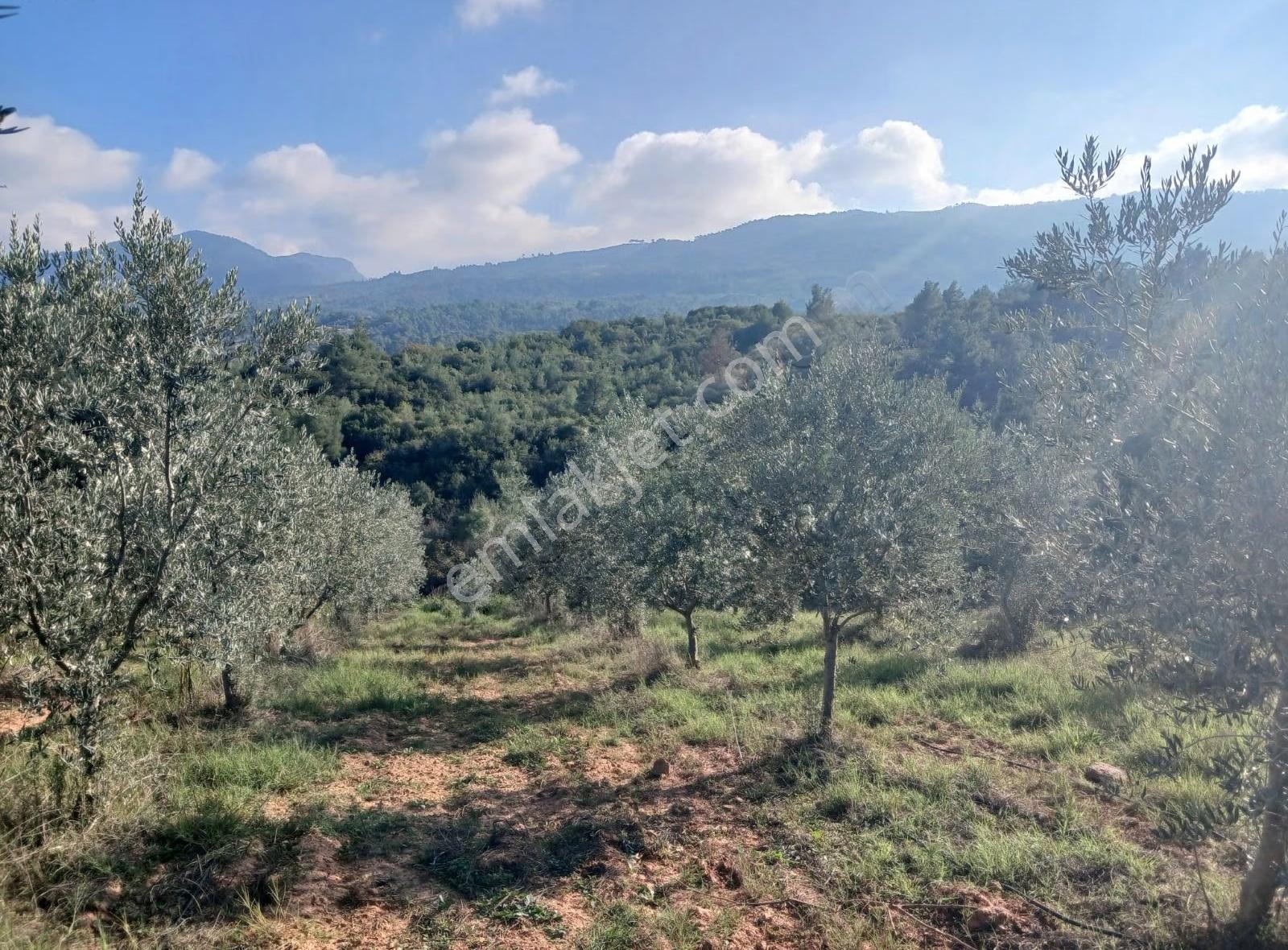 Manisa Ahmetli Alahıdır Mahallesi 6200m² Zeytinlik Satılık