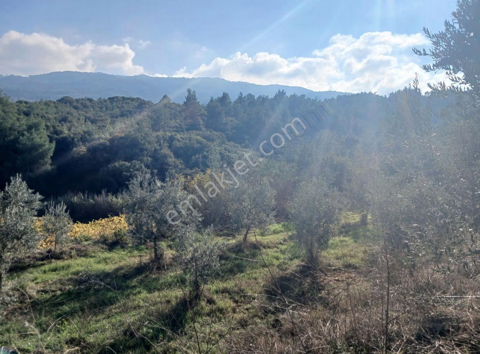 Manisa Ahmetli Alahıdır Mahallesi 6200m² Zeytinlik Satılık - Görsel 12