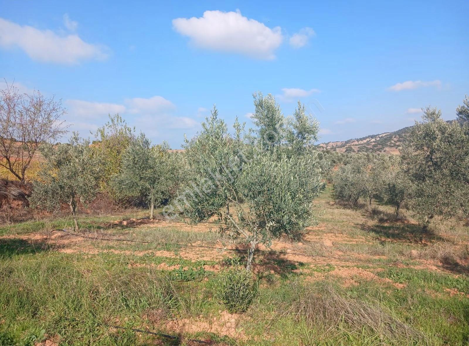 Manisa Ahmetli Alahıdır Mahallesi 6200m² Zeytinlik Satılık - Görsel 28