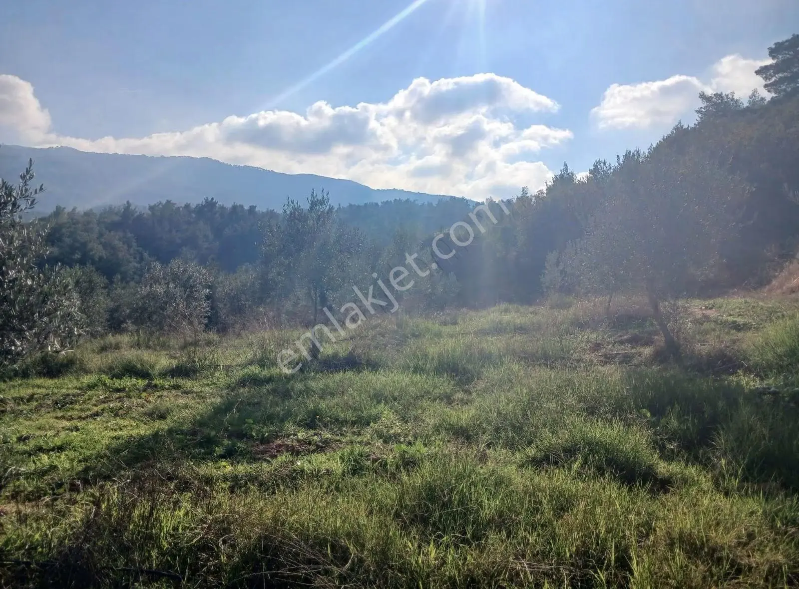 Manisa Ahmetli Alahıdır Mahallesi 6200m² Zeytinlik Satılık - Görsel 24