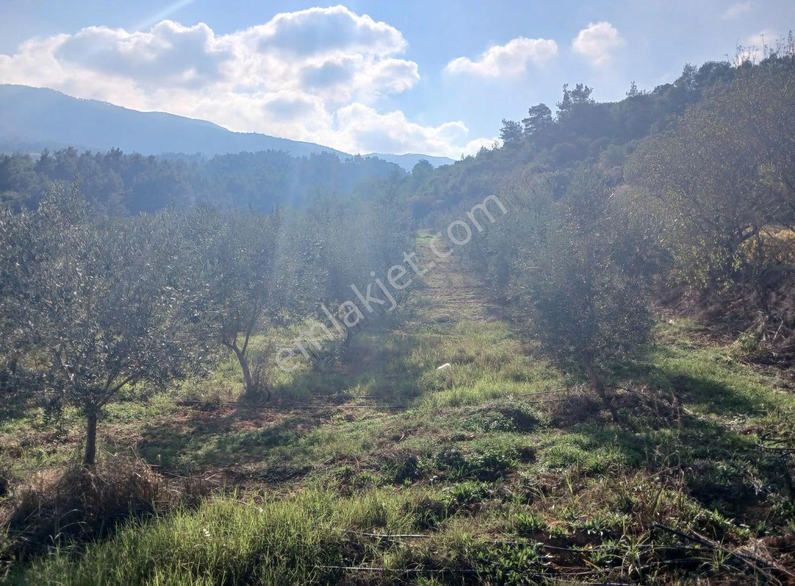 Manisa Ahmetli Alahıdır Mahallesi 6200m² Zeytinlik Satılık - Görsel 15