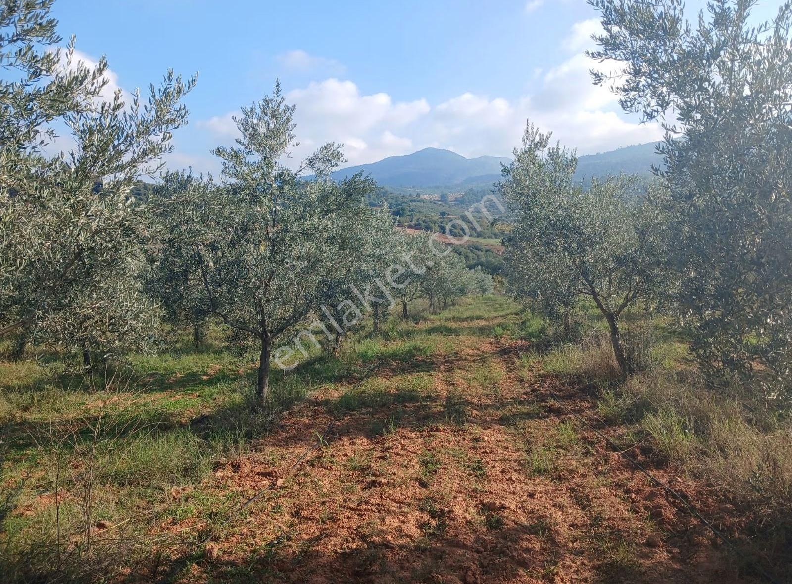 Manisa Ahmetli Alahıdır Mahallesi 6200m² Zeytinlik Satılık - Görsel 6
