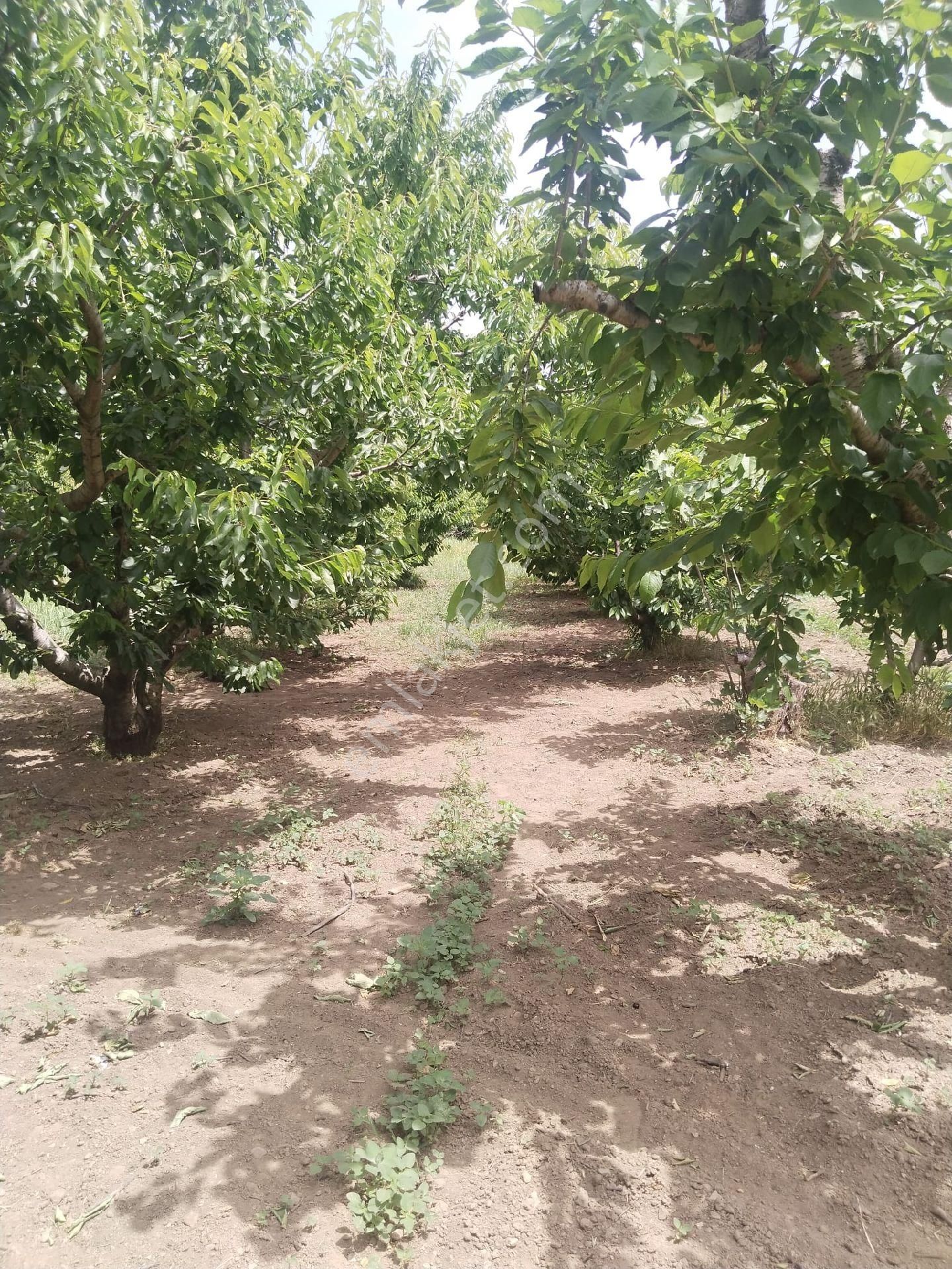 İzmir Kemalpaşa Armutlu Hürriyet'te 5.856 M2 Kiraz Zeytin Bağı. Daire Takaslı. Açıklamayı Okuyunuz. - Görsel 8