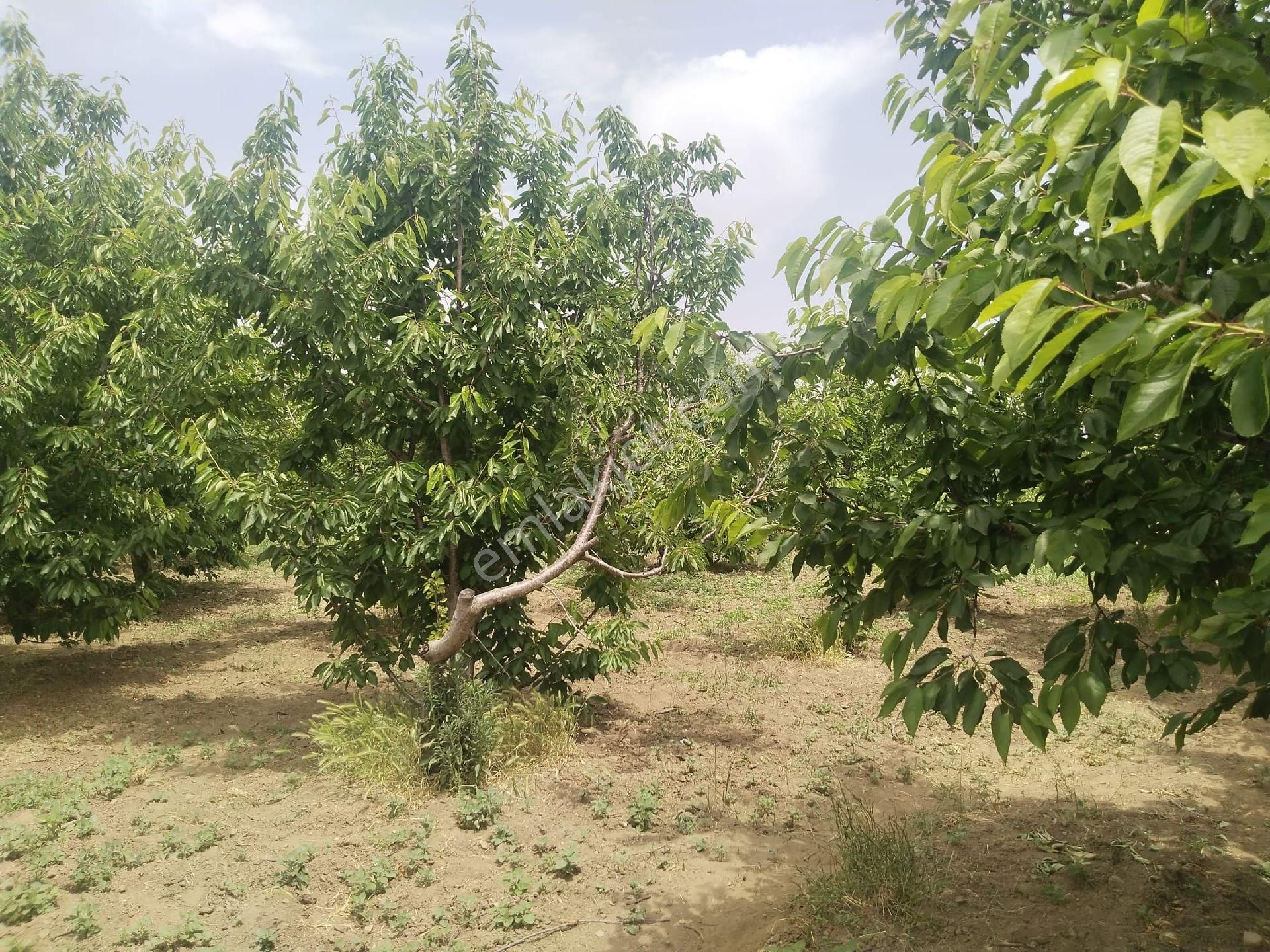 İzmir Kemalpaşa Armutlu Hürriyet'te 5.856 M2 Kiraz Zeytin Bağı. Daire Takaslı. Açıklamayı Okuyunuz. - Görsel 13