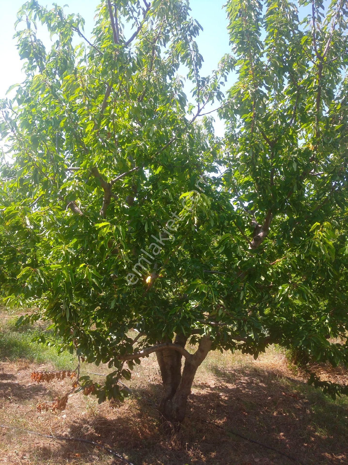 İzmir Kemalpaşa Armutlu Hürriyet'te 5.856 M2 Kiraz Zeytin Bağı. Daire Takaslı. Açıklamayı Okuyunuz. - Görsel 3