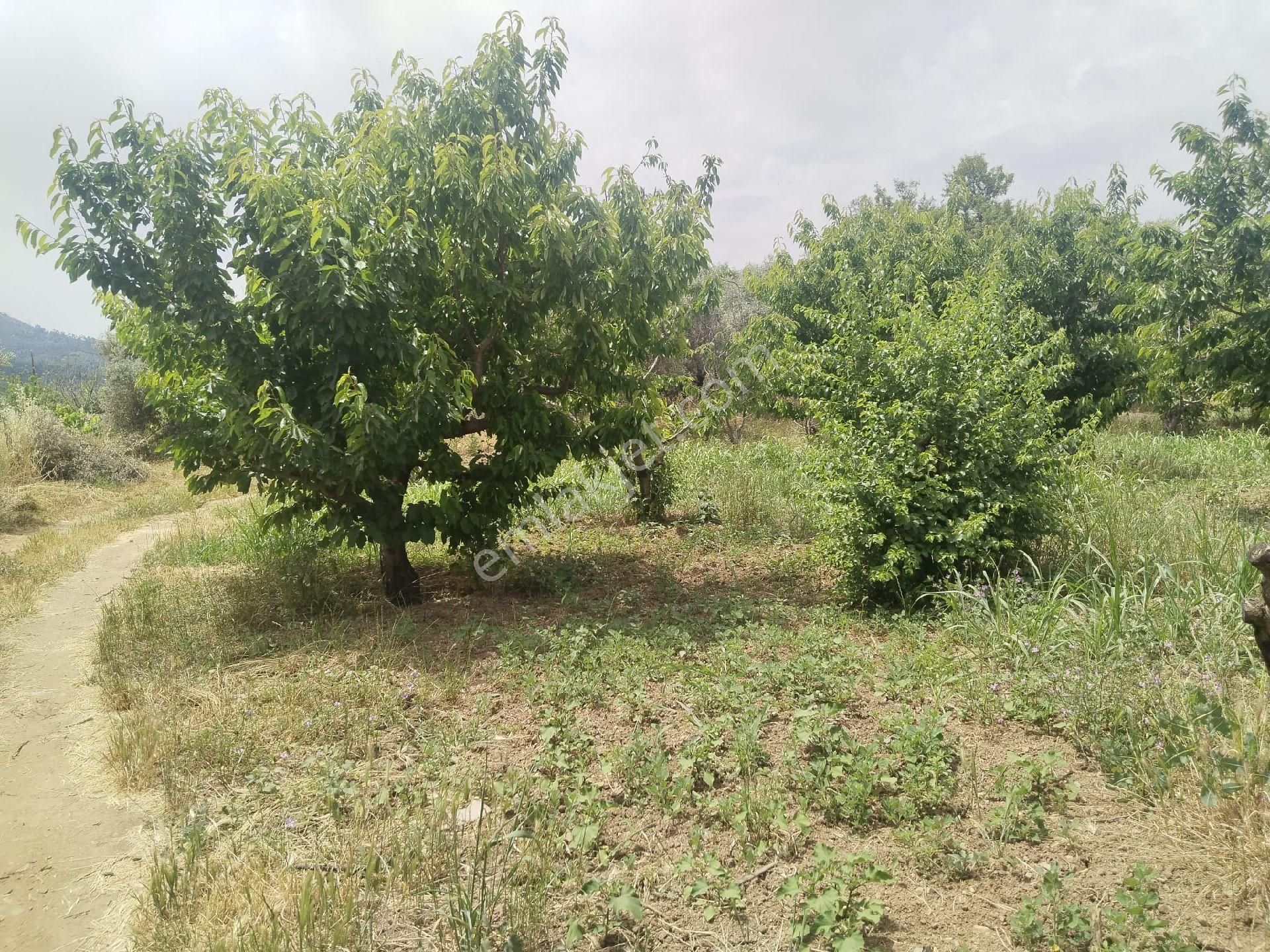 İzmir Kemalpaşa Armutlu Hürriyet'te 5.856 M2 Kiraz Zeytin Bağı. Daire Takaslı. Açıklamayı Okuyunuz. - Görsel 10