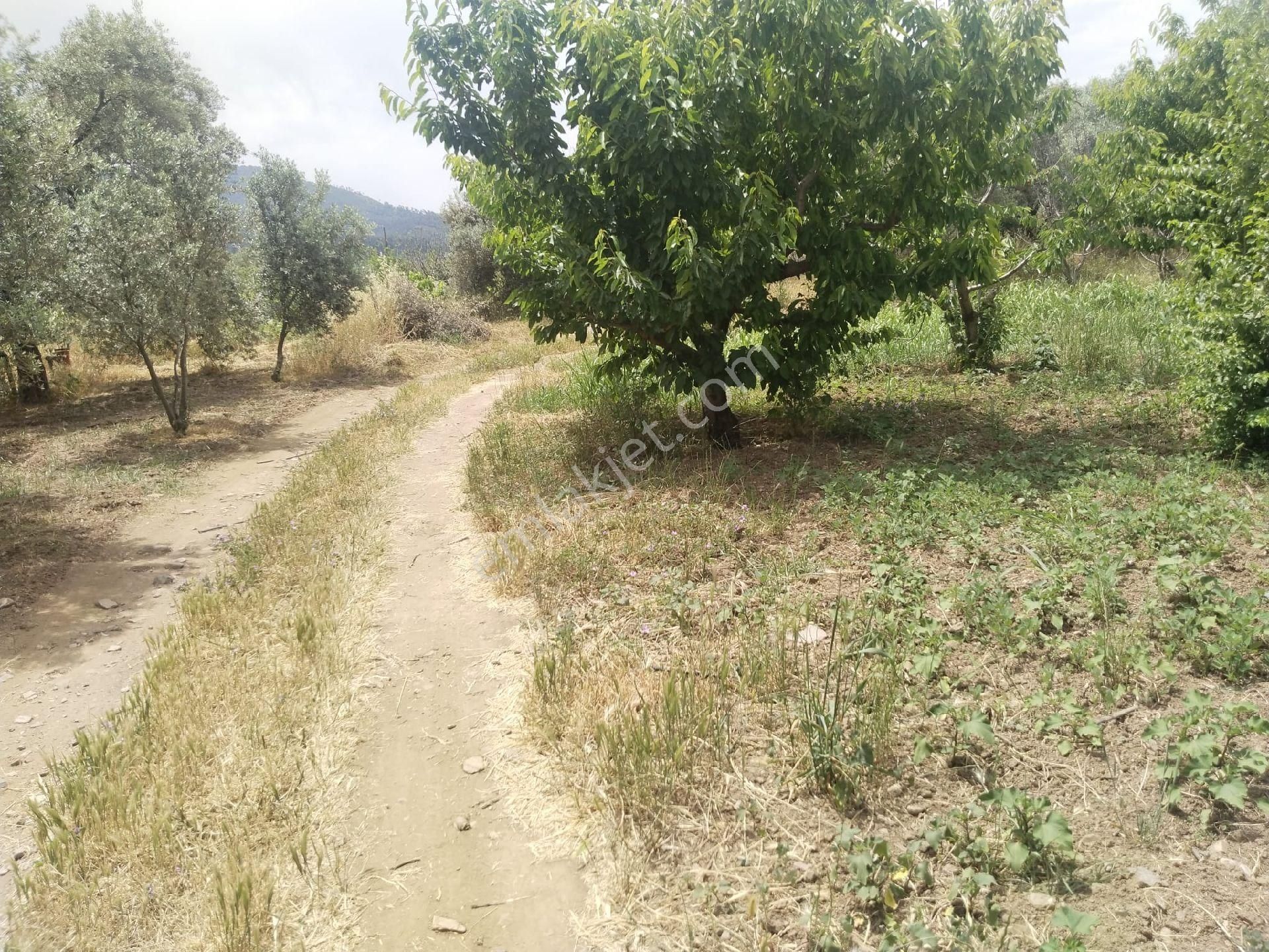 İzmir Kemalpaşa Armutlu Hürriyet'te 5.856 M2 Kiraz Zeytin Bağı. Daire Takaslı. Açıklamayı Okuyunuz. - Görsel 12