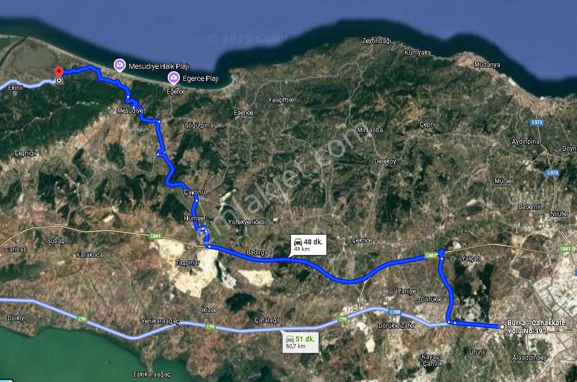 |bursa| Ormanın İçinde Deniz Manzaralı Emsali Bulunamayacak Zeytinlik - Görsel 5