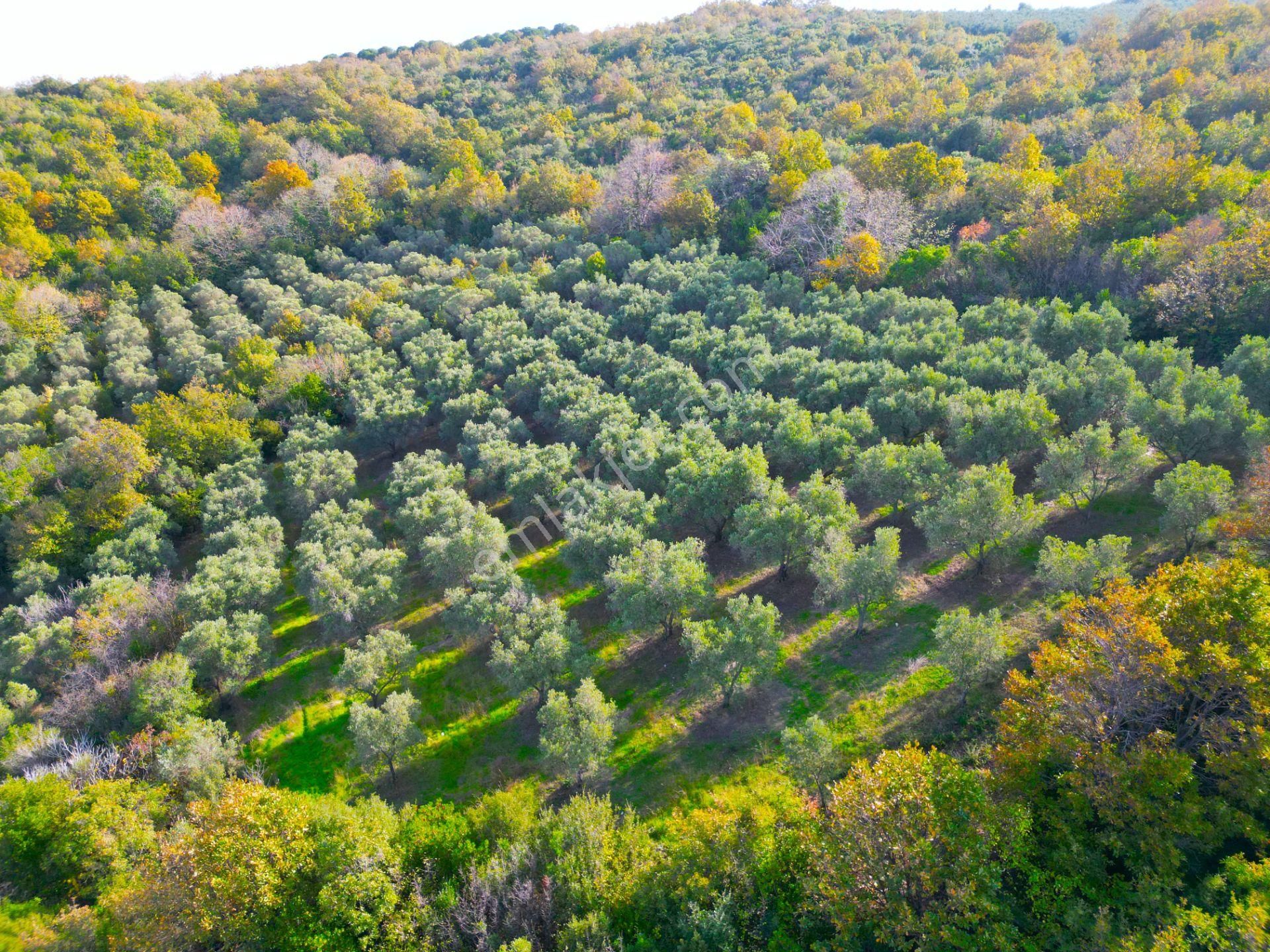 |bursa| Ormanın İçinde Deniz Manzaralı Emsali Bulunamayacak Zeytinlik - Görsel 16