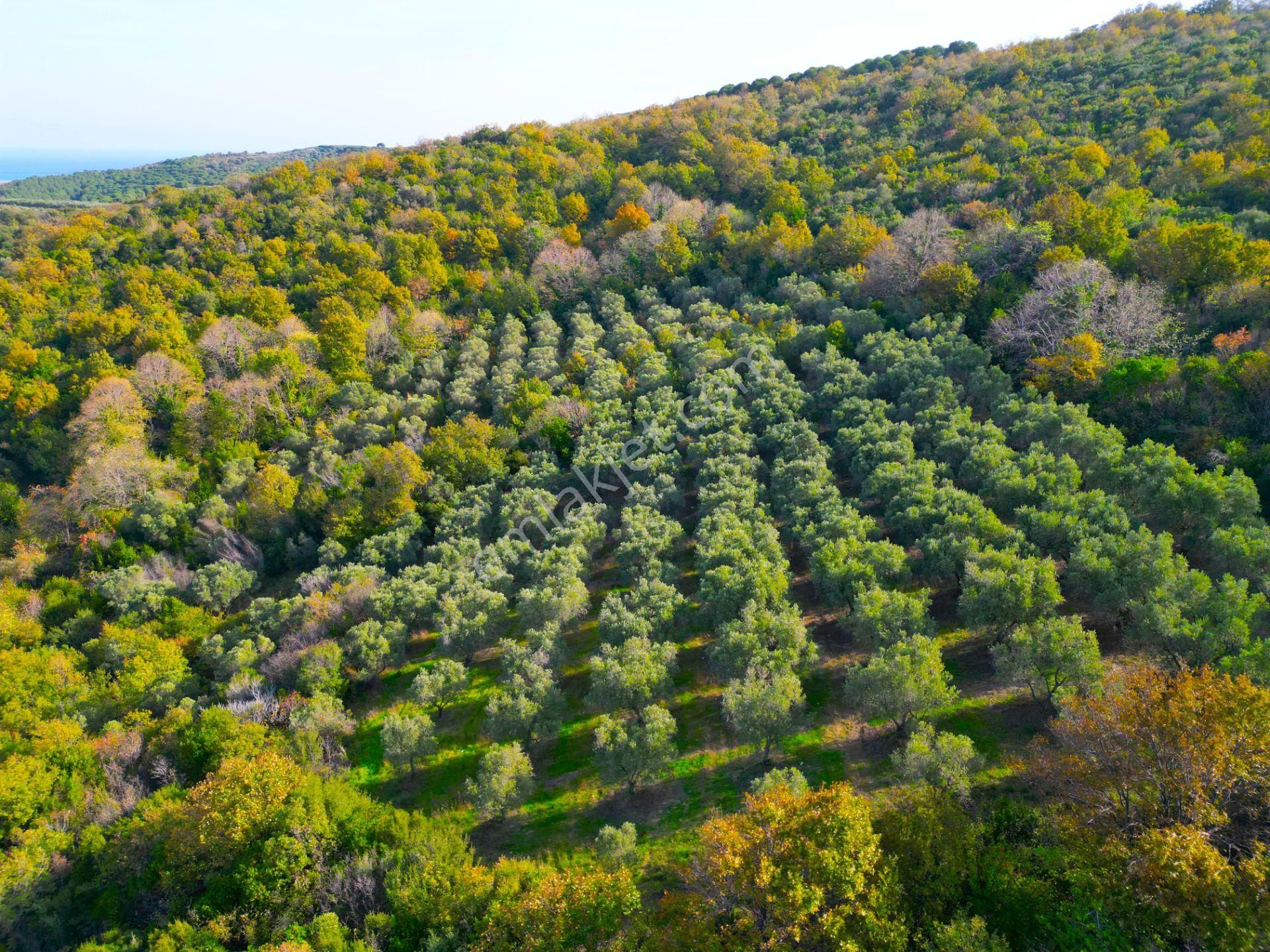 |bursa| Ormanın İçinde Deniz Manzaralı Emsali Bulunamayacak Zeytinlik - Görsel 25