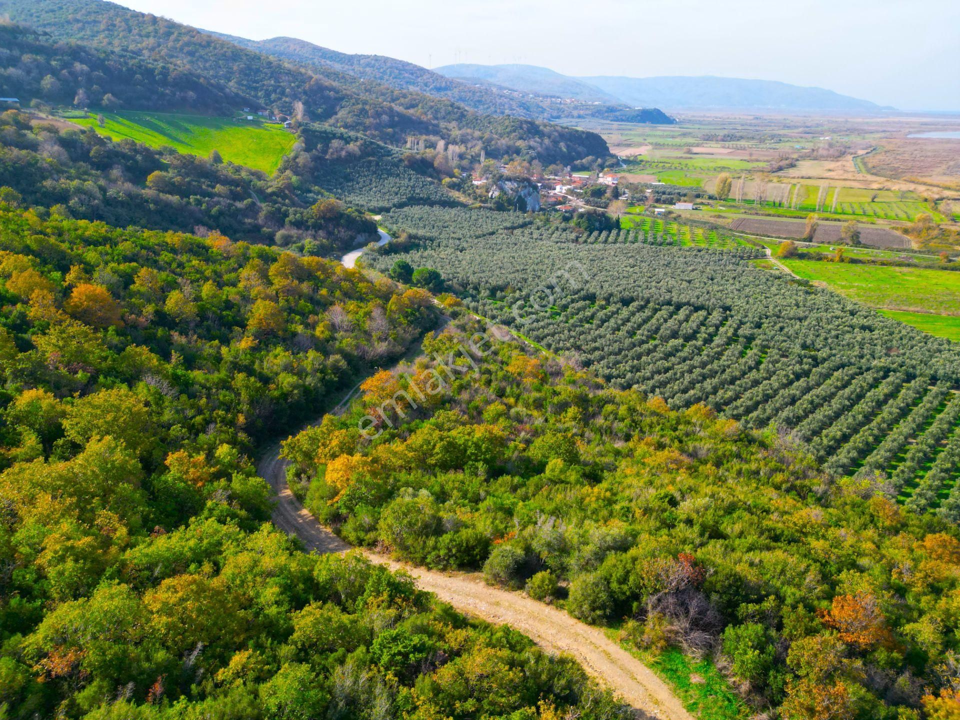 |bursa| Ormanın İçinde Deniz Manzaralı Emsali Bulunamayacak Zeytinlik - Görsel 28