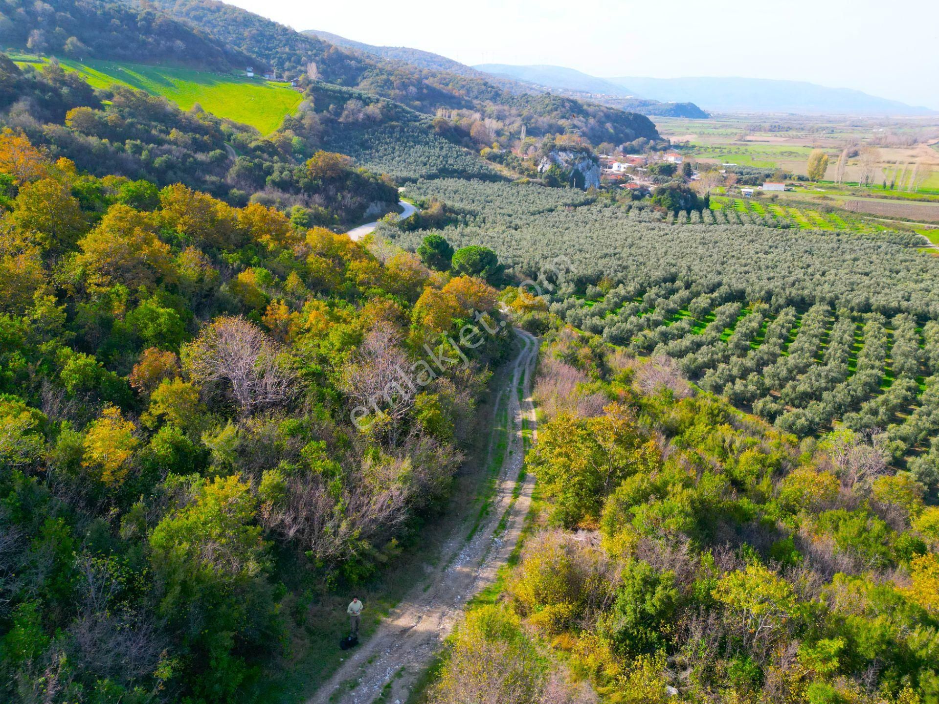 |bursa| Ormanın İçinde Deniz Manzaralı Emsali Bulunamayacak Zeytinlik - Görsel 18
