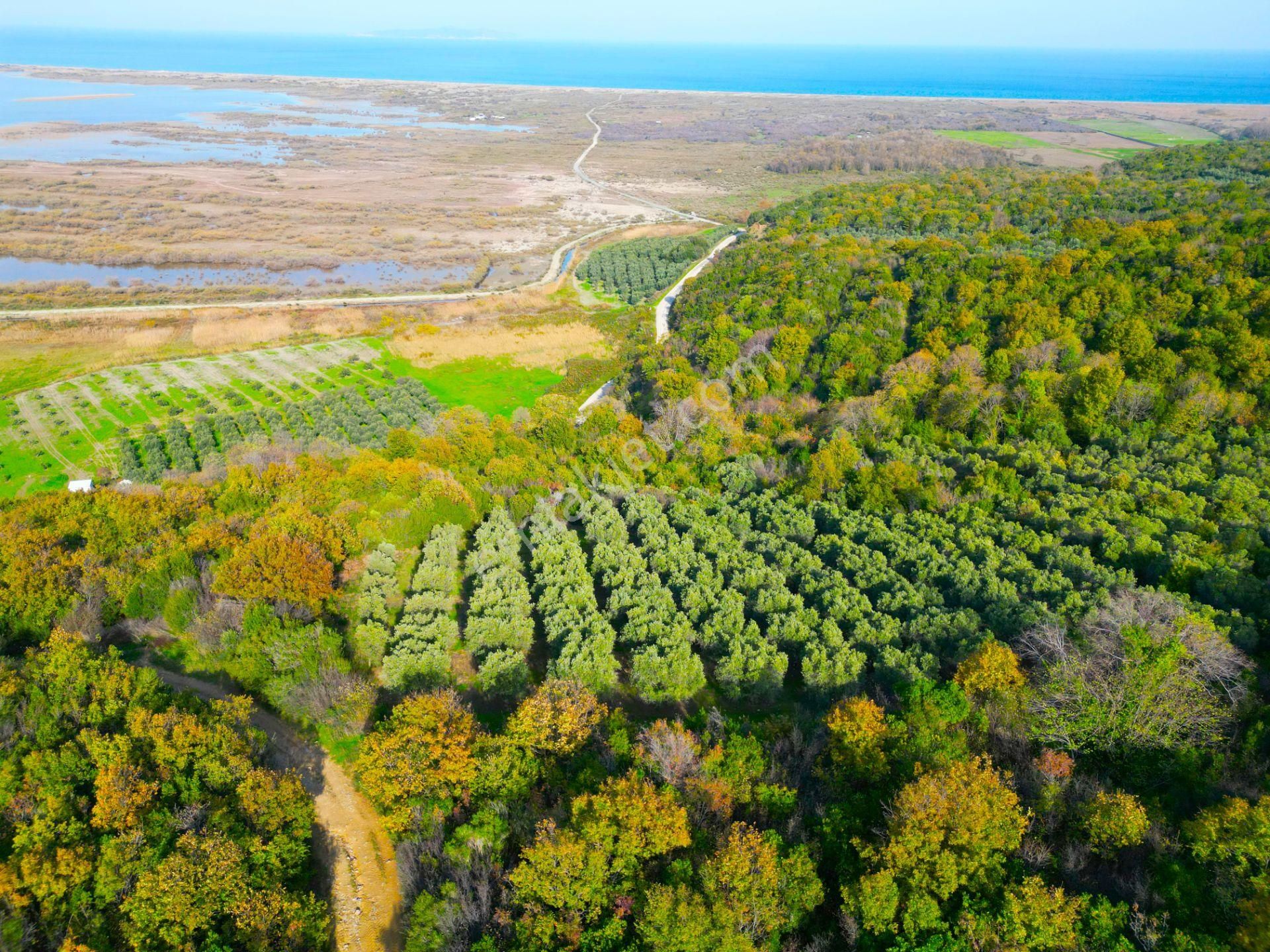 |bursa| Ormanın İçinde Deniz Manzaralı Emsali Bulunamayacak Zeytinlik - Görsel 20