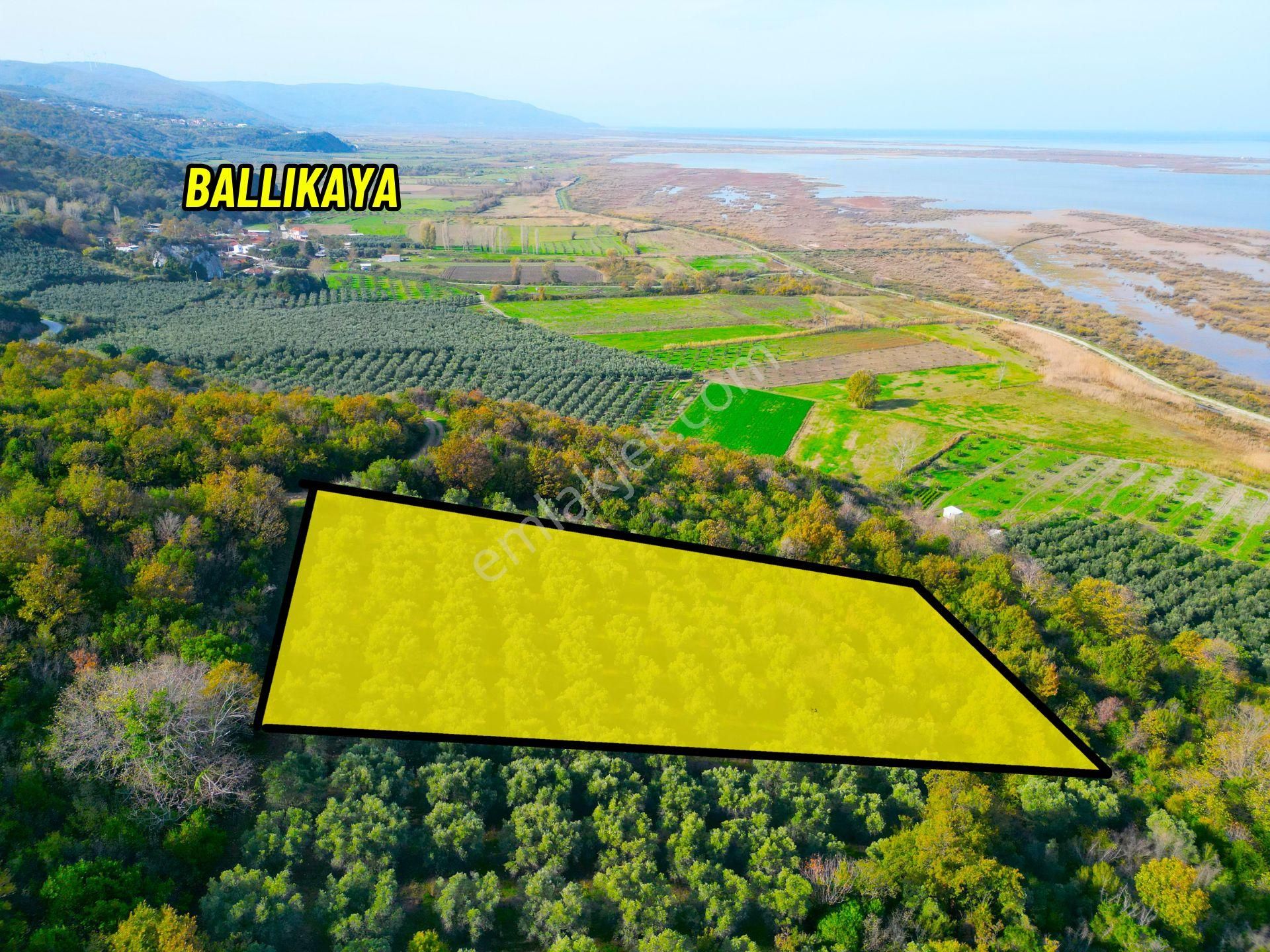 |bursa| Ormanın İçinde Deniz Manzaralı Emsali Bulunamayacak Zeytinlik - Görsel 9