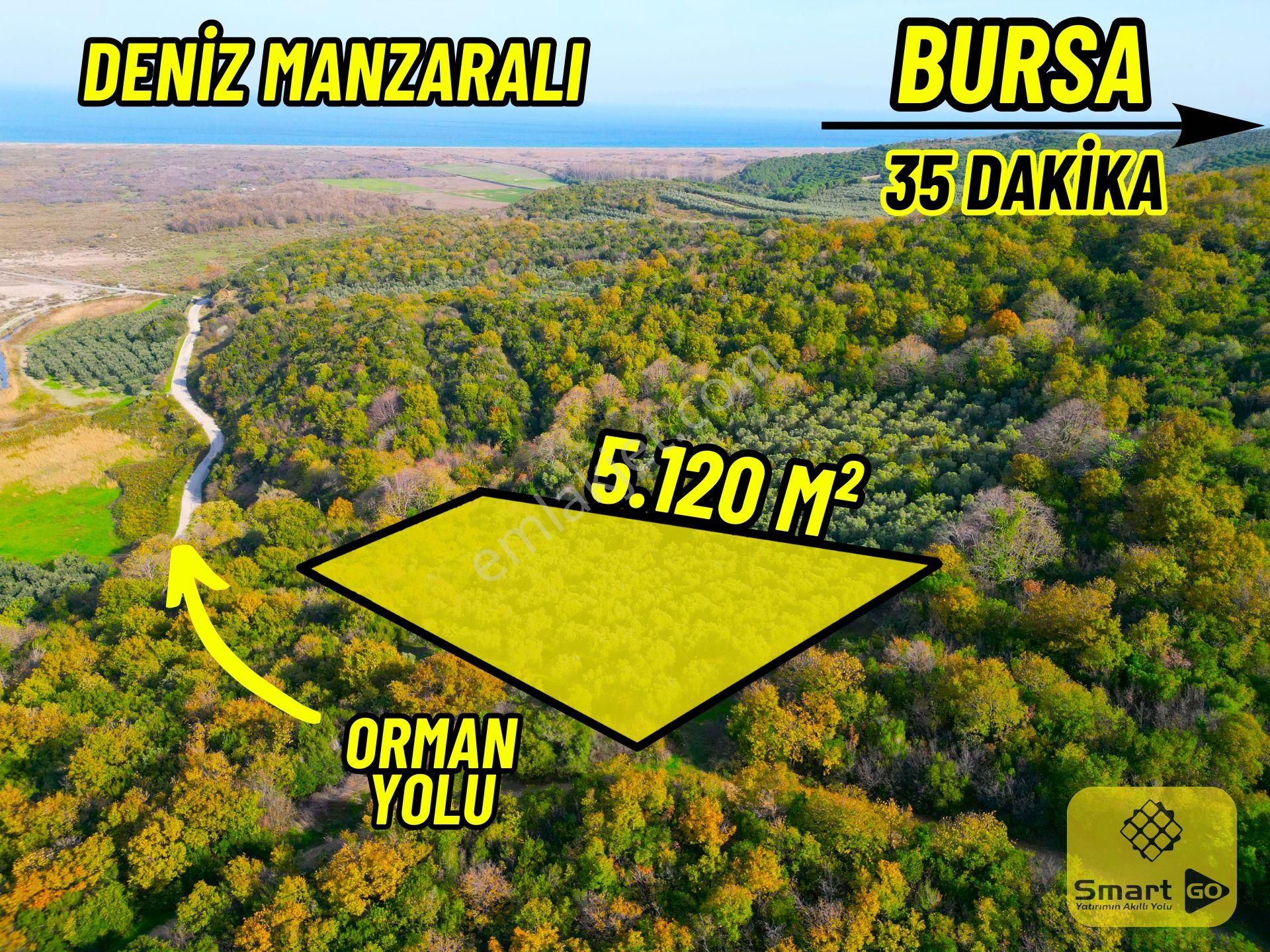 |bursa| Ormanın İçinde Deniz Manzaralı Emsali Bulunamayacak Zeytinlik