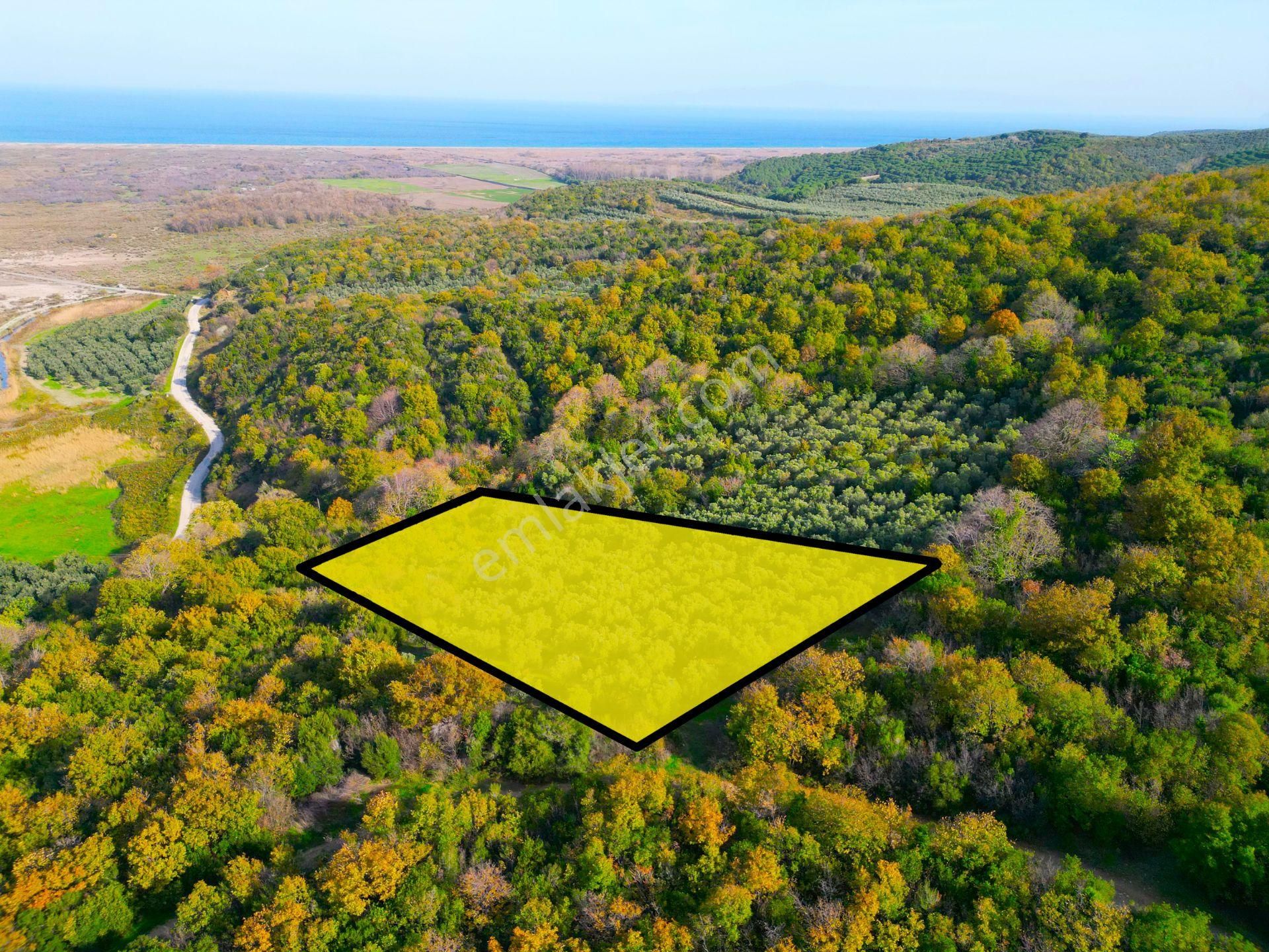 |bursa| Ormanın İçinde Deniz Manzaralı Emsali Bulunamayacak Zeytinlik - Görsel 8