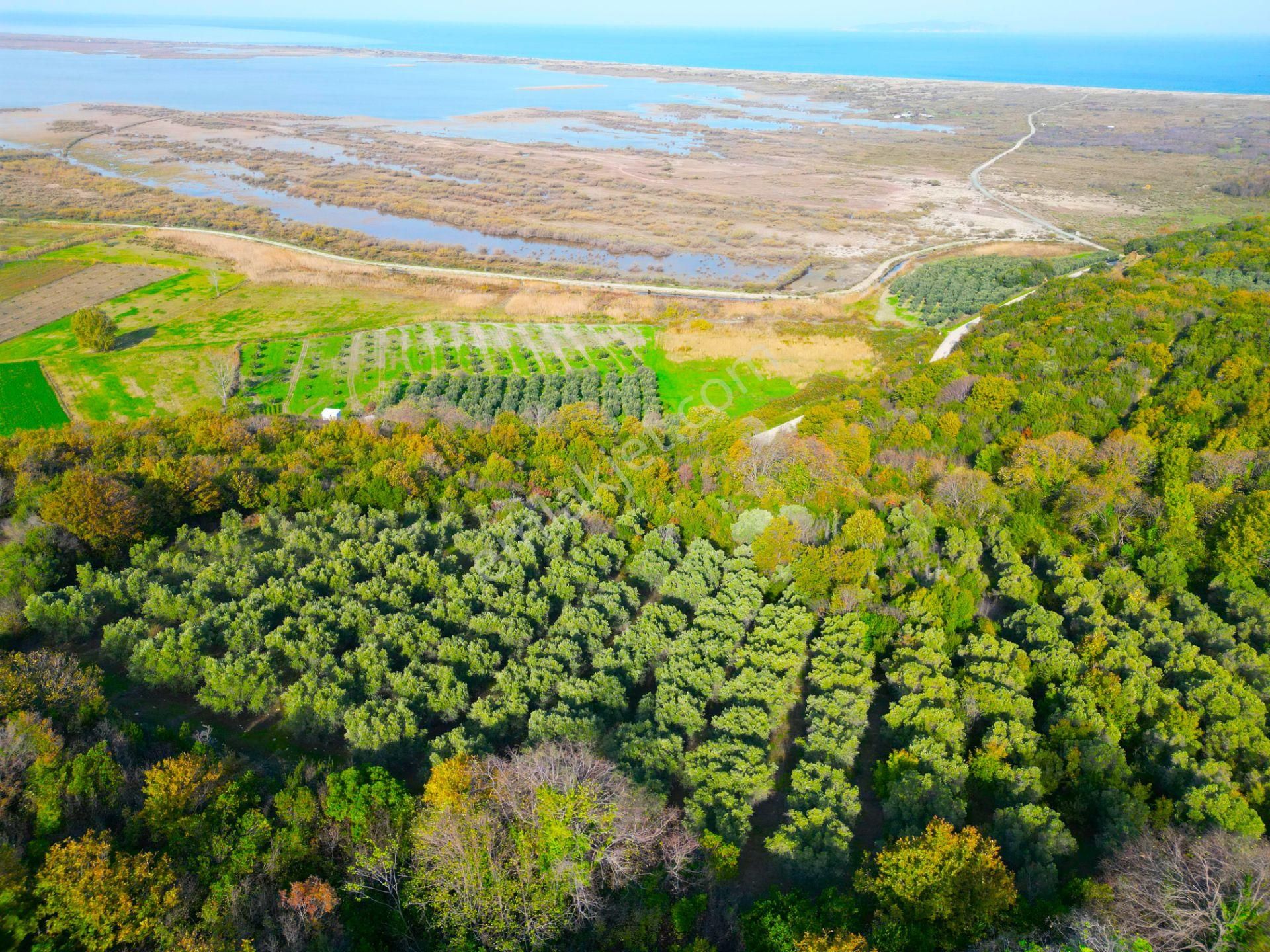 |bursa| Ormanın İçinde Deniz Manzaralı Emsali Bulunamayacak Zeytinlik - Görsel 11