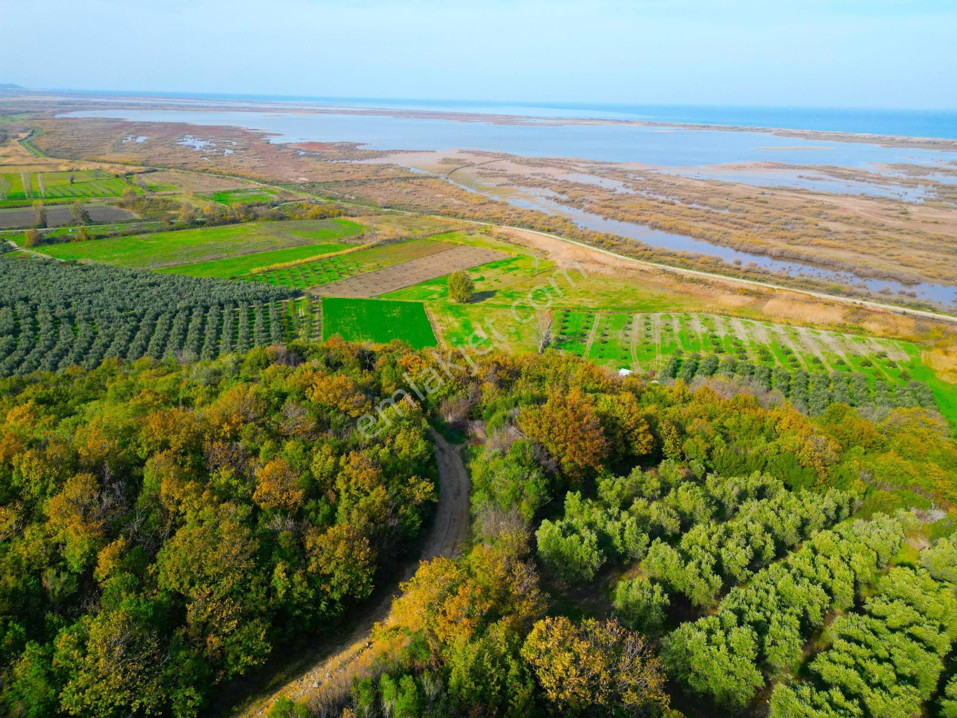 |bursa| Ormanın İçinde Deniz Manzaralı Emsali Bulunamayacak Zeytinlik - Görsel 12