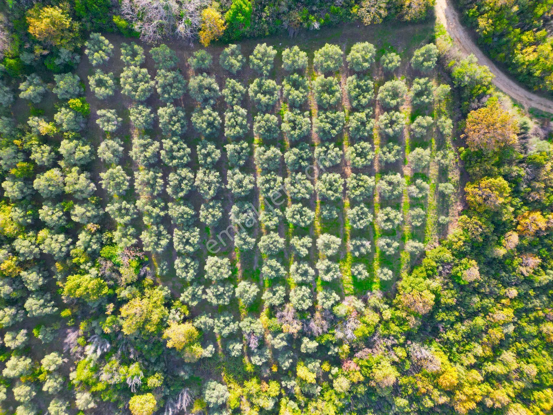 |bursa| Ormanın İçinde Deniz Manzaralı Emsali Bulunamayacak Zeytinlik - Görsel 21