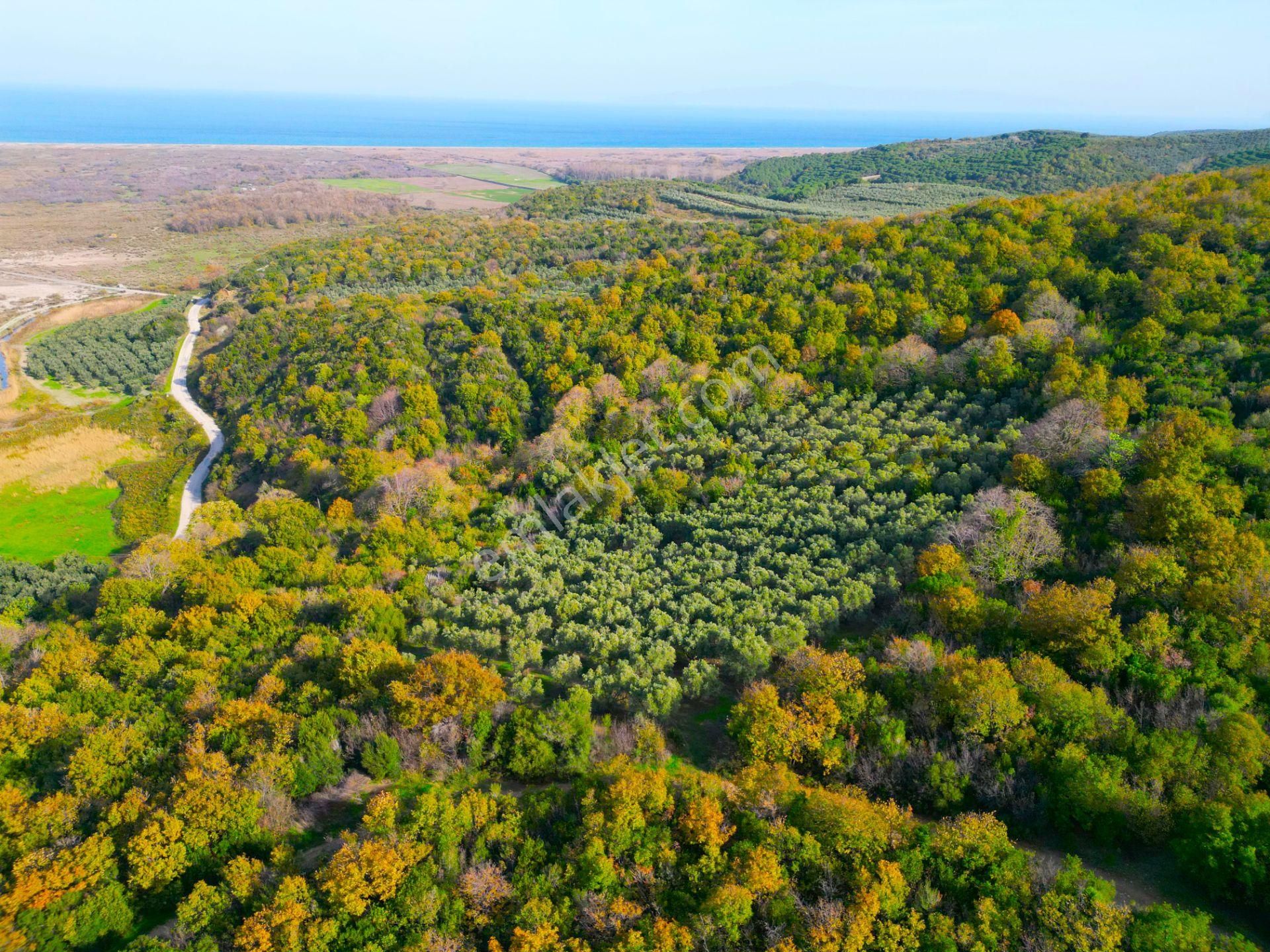 |bursa| Ormanın İçinde Deniz Manzaralı Emsali Bulunamayacak Zeytinlik - Görsel 23