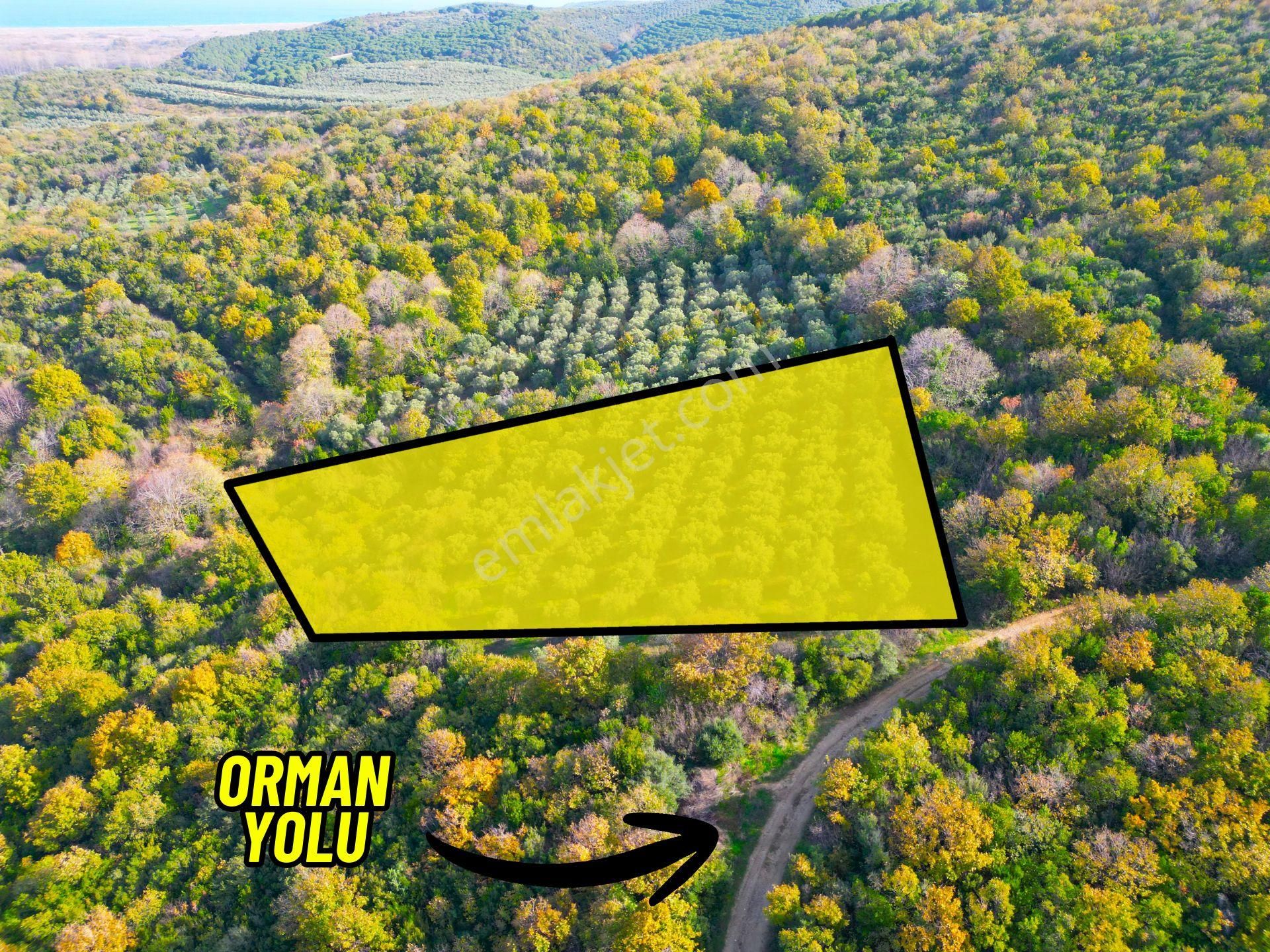 |bursa| Ormanın İçinde Deniz Manzaralı Emsali Bulunamayacak Zeytinlik - Görsel 7