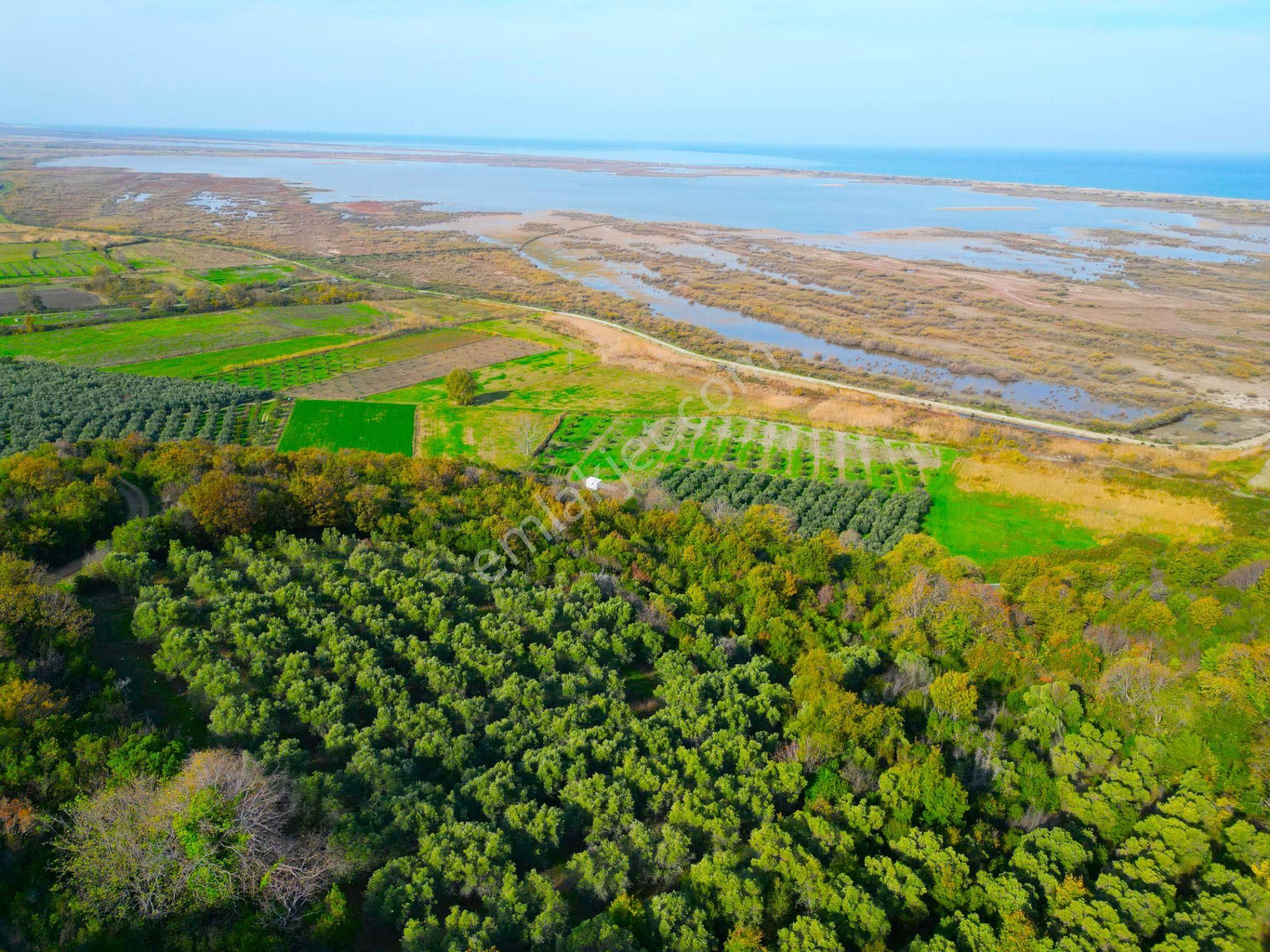 |bursa| Ormanın İçinde Deniz Manzaralı Emsali Bulunamayacak Zeytinlik - Görsel 22