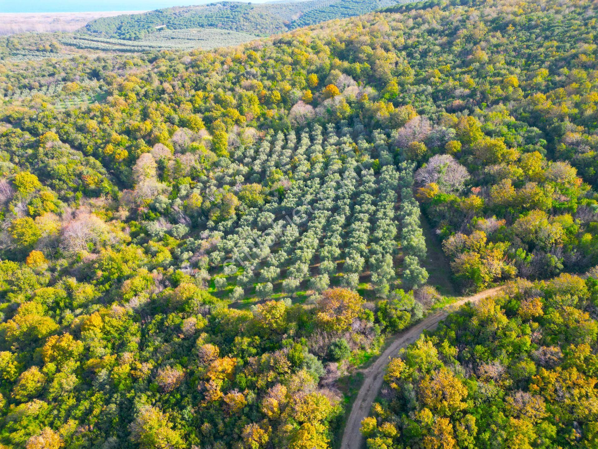|bursa| Ormanın İçinde Deniz Manzaralı Emsali Bulunamayacak Zeytinlik - Görsel 14