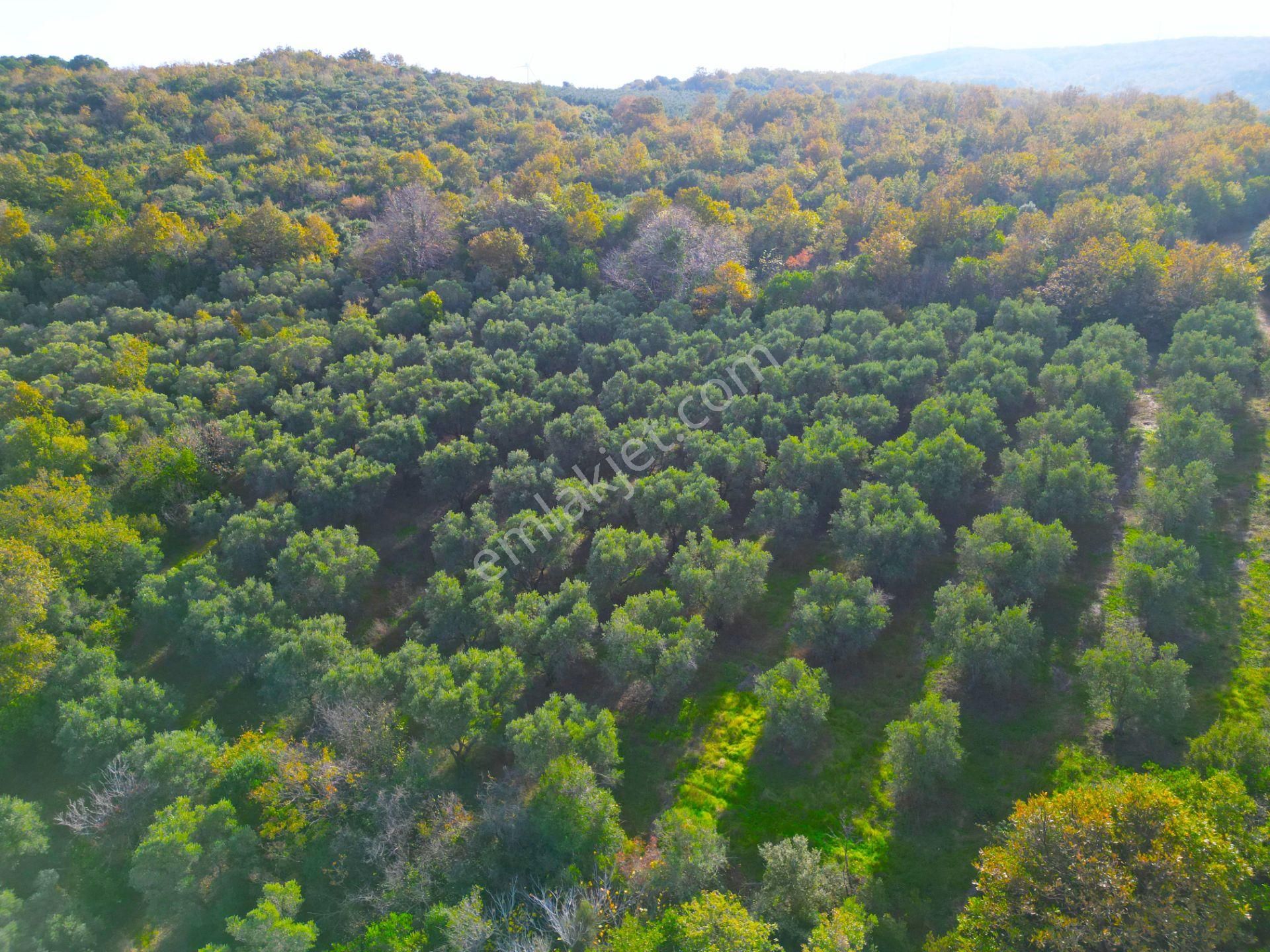|bursa| Ormanın İçinde Deniz Manzaralı Emsali Bulunamayacak Zeytinlik - Görsel 24