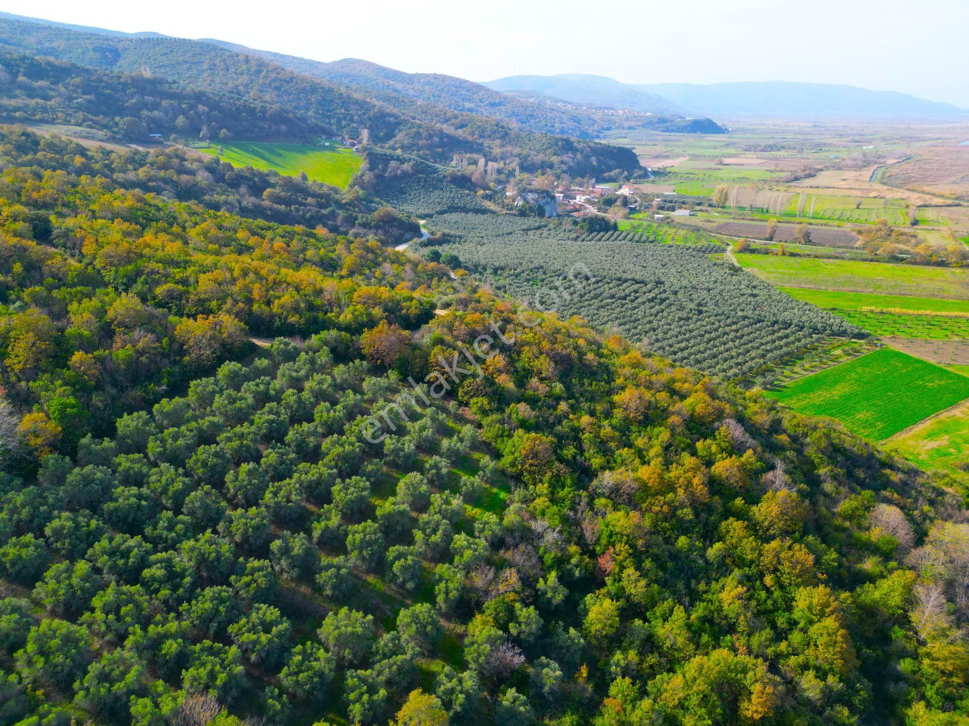 |bursa| Ormanın İçinde Deniz Manzaralı Emsali Bulunamayacak Zeytinlik - Görsel 26