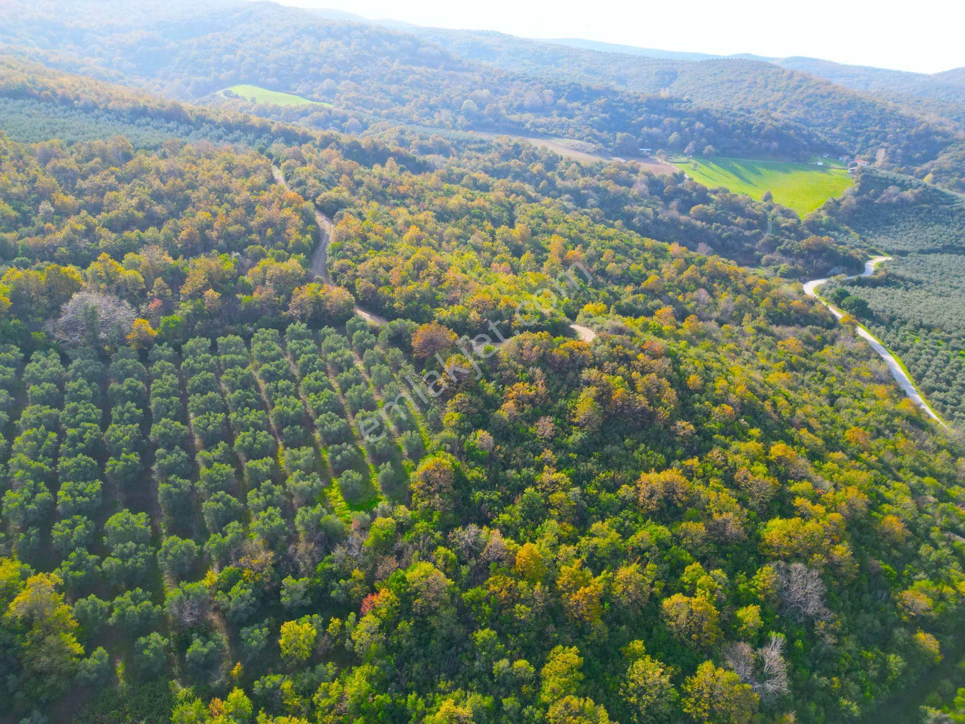 |bursa| Ormanın İçinde Deniz Manzaralı Emsali Bulunamayacak Zeytinlik - Görsel 27