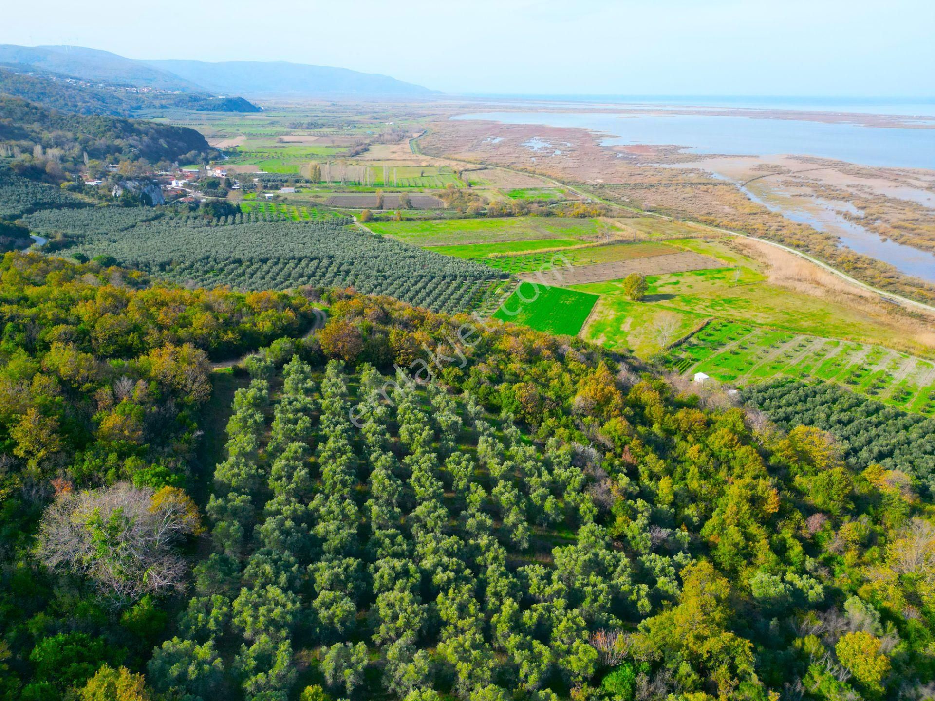 |bursa| Ormanın İçinde Deniz Manzaralı Emsali Bulunamayacak Zeytinlik - Görsel 15