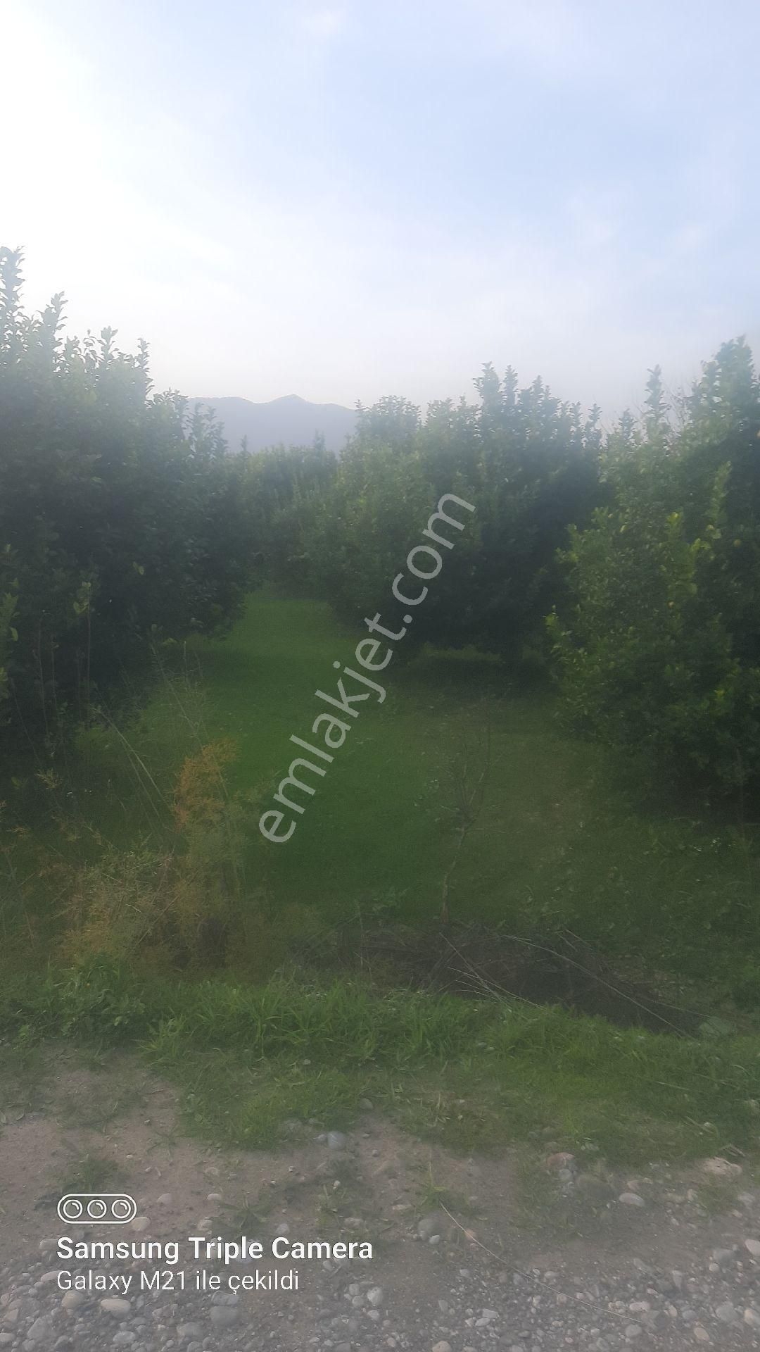 Lütfen Açıklamayı Okuyunuz. Ortaca Akıncıda Devirli 3 Parsel - Görsel 4