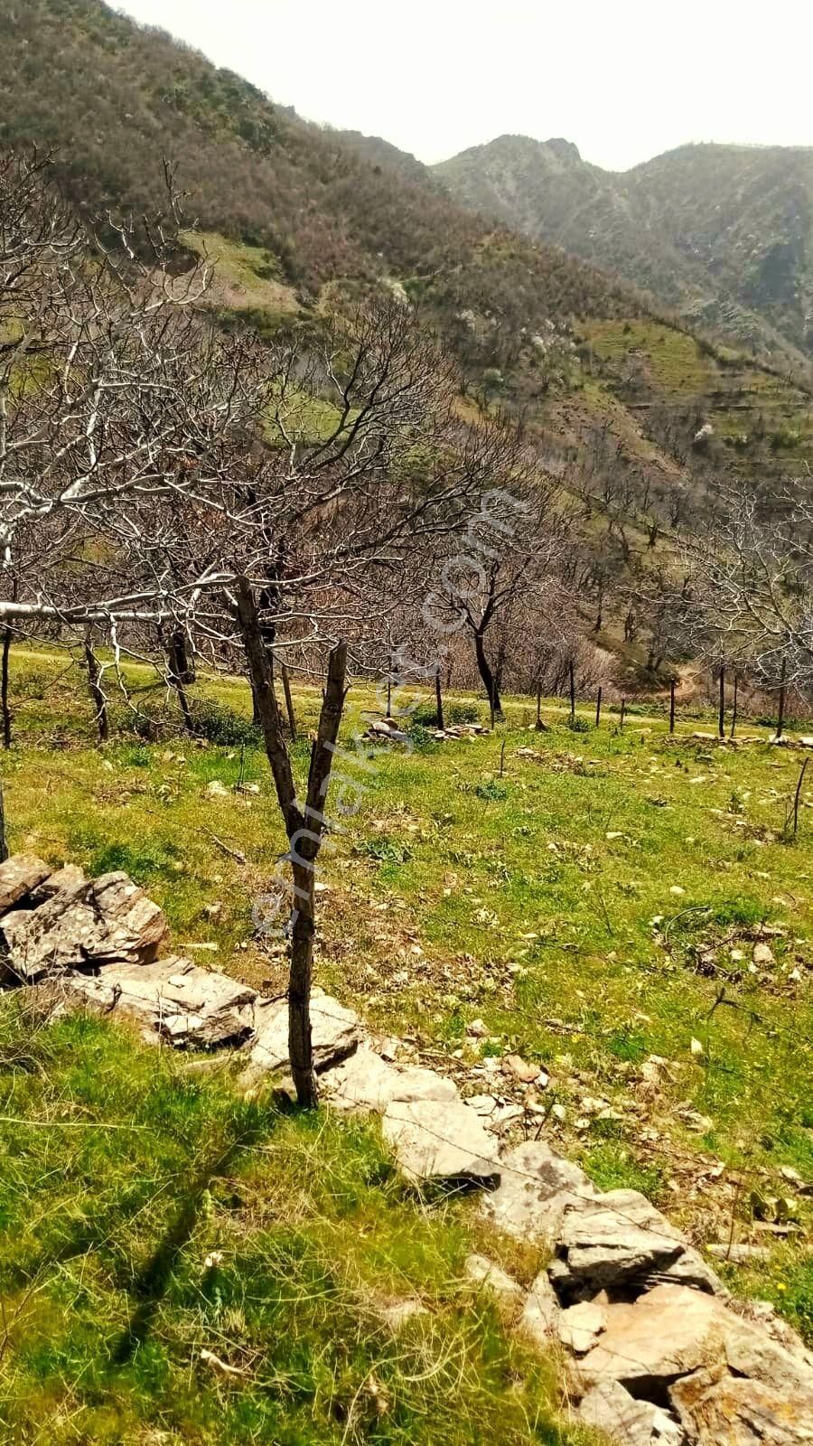 İzmir Tire Küçükkemerdere'de 290 M2 Manzaralı Ceviz Bahçesi. Açıklamayı Okuyunuz. - Görsel 3