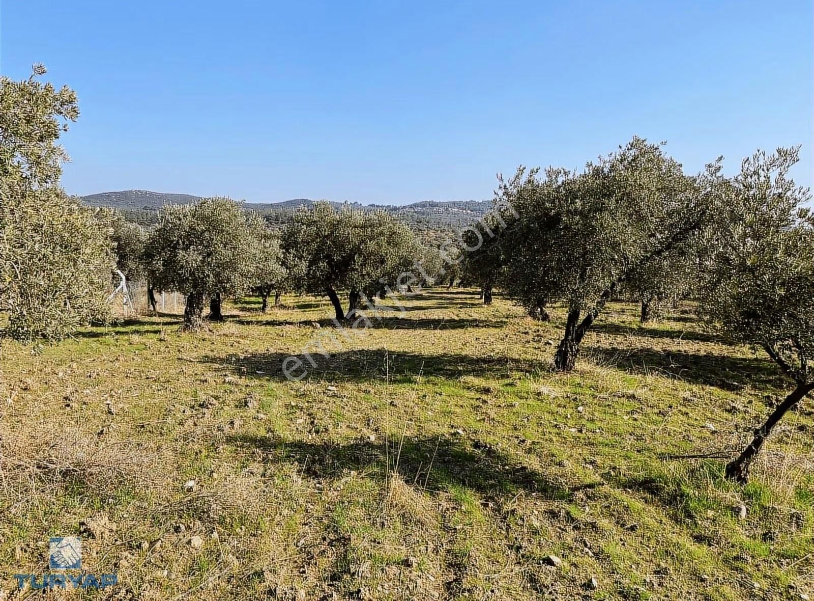 Torbalı Yazıbaşı Mah 9100m2 Müstakil Parsel Tarla - Görsel 17