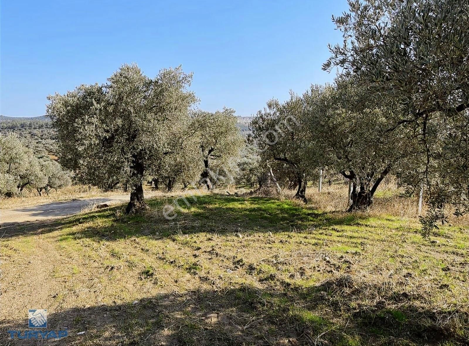 Torbalı Yazıbaşı Mah 9100m2 Müstakil Parsel Tarla - Görsel 11