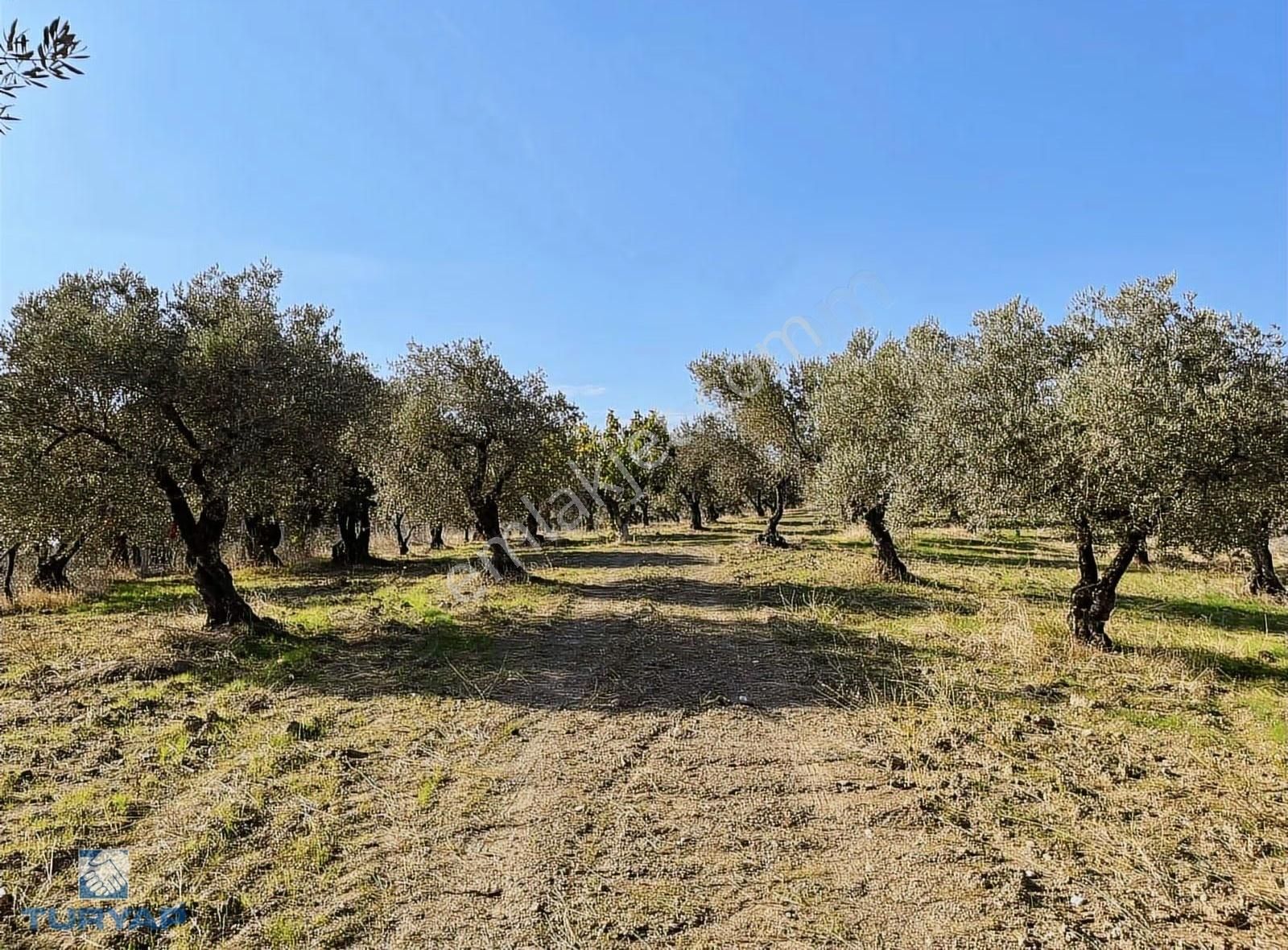 Torbalı Yazıbaşı Mah 9100m2 Müstakil Parsel Tarla - Görsel 2