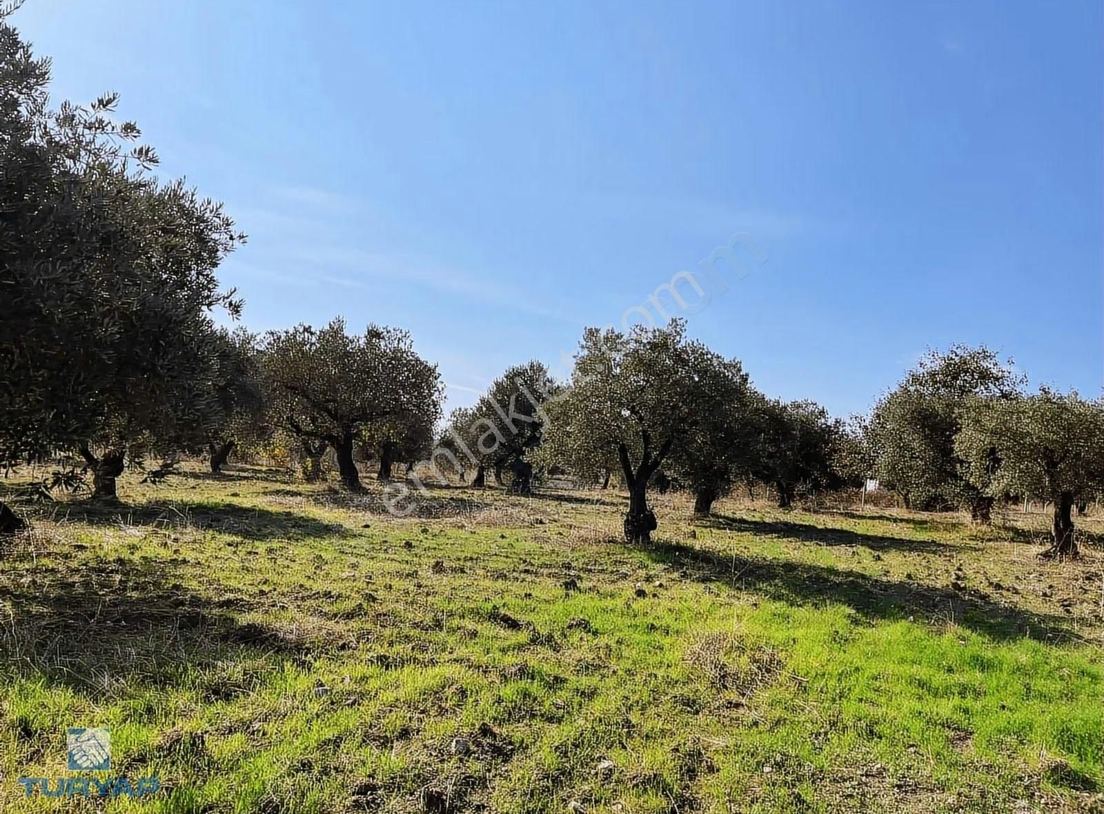 Torbalı Yazıbaşı Mah 9100m2 Müstakil Parsel Tarla - Görsel 14