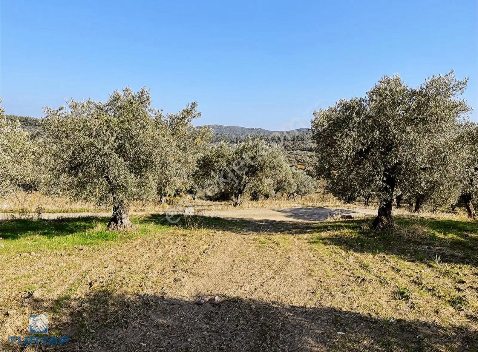 Torbalı Yazıbaşı Mah 9100m2 Müstakil Parsel Tarla - Görsel 24