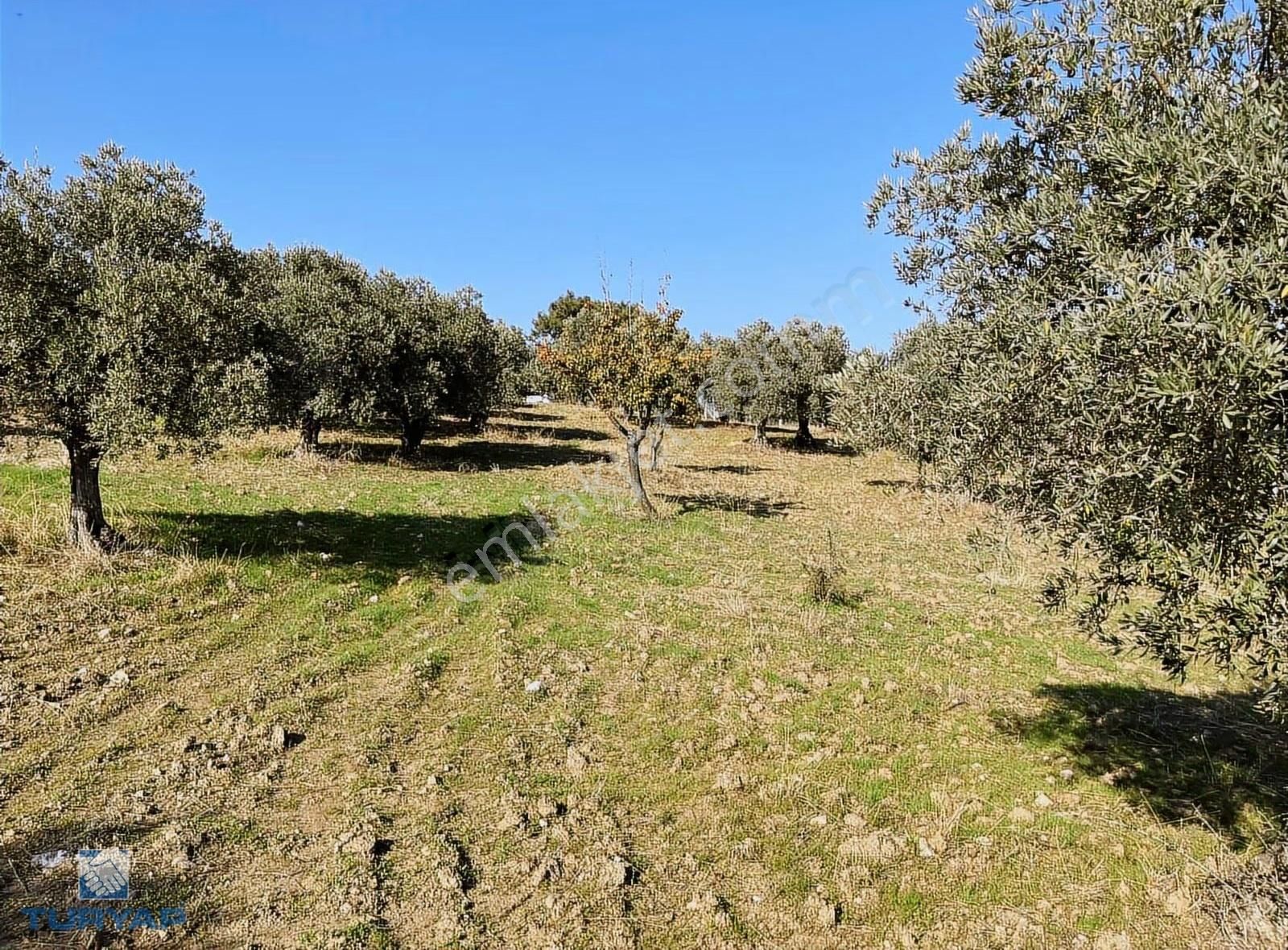 Torbalı Yazıbaşı Mah 9100m2 Müstakil Parsel Tarla - Görsel 12