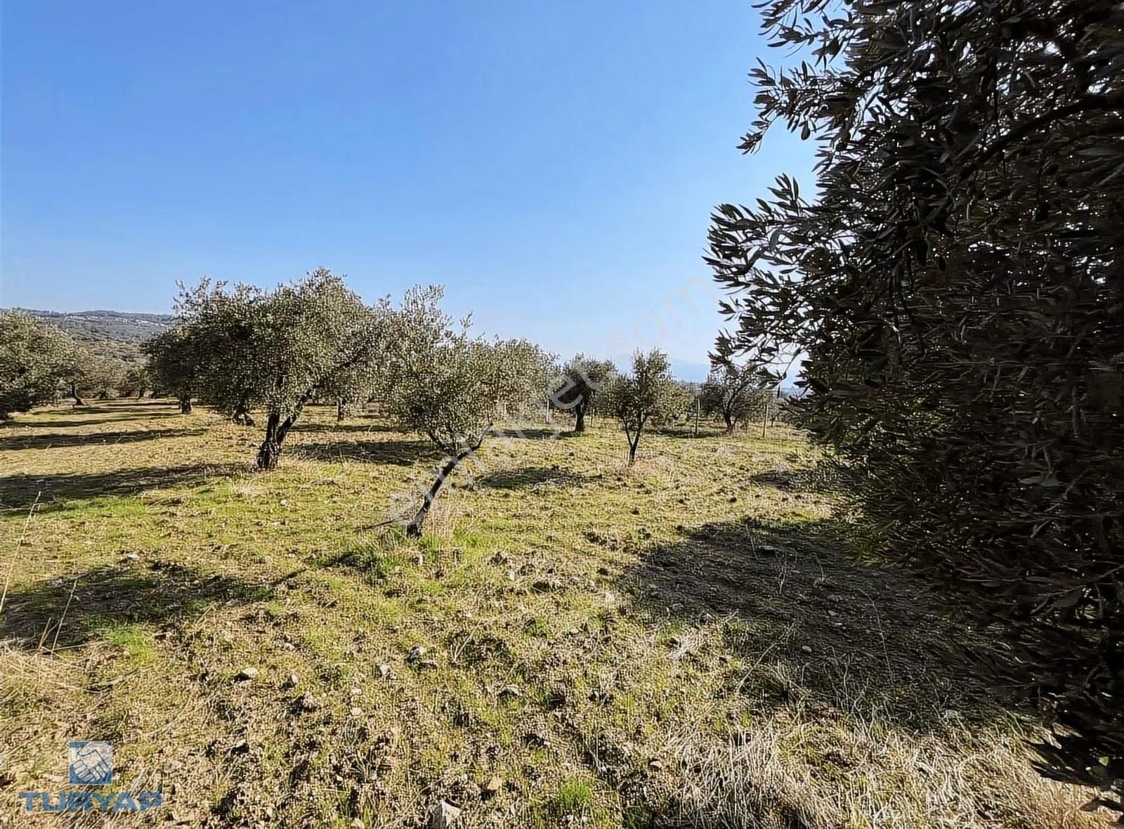 Torbalı Yazıbaşı Mah 9100m2 Müstakil Parsel Tarla - Görsel 16