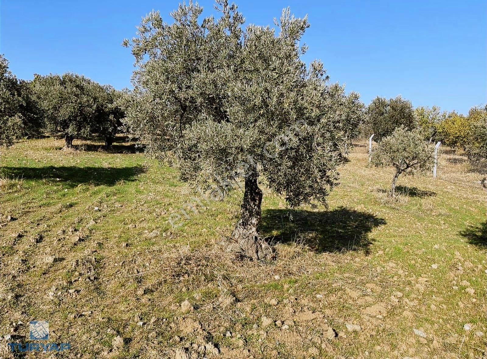 Torbalı Yazıbaşı Mah 9100m2 Müstakil Parsel Tarla - Görsel 5