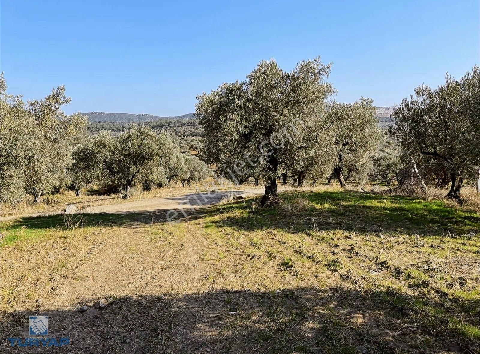 Torbalı Yazıbaşı Mah 9100m2 Müstakil Parsel Tarla - Görsel 3