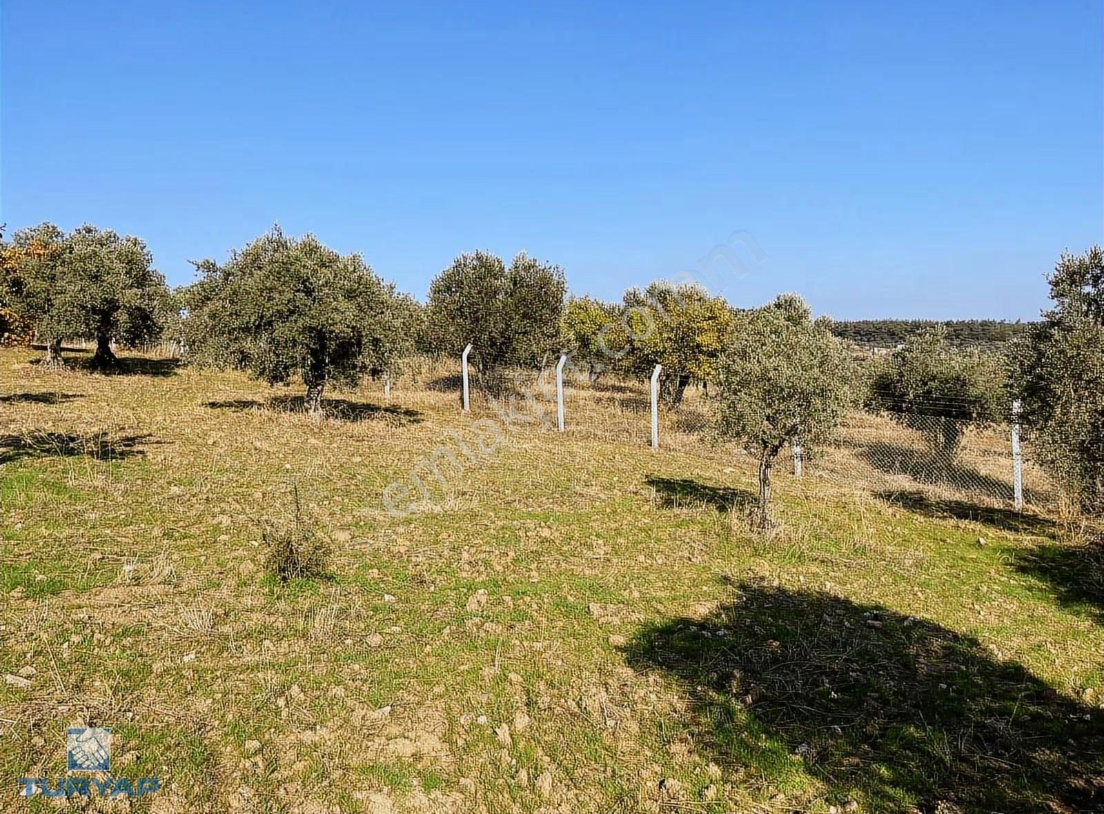 Torbalı Yazıbaşı Mah 9100m2 Müstakil Parsel Tarla - Görsel 26