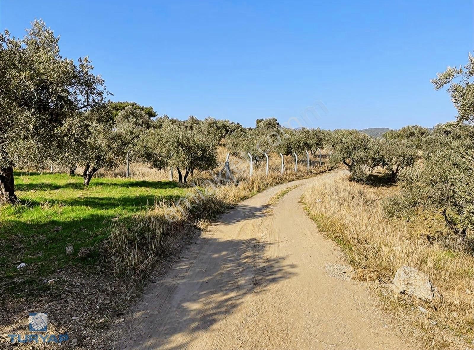Torbalı Yazıbaşı Mah 9100m2 Müstakil Parsel Tarla - Görsel 21