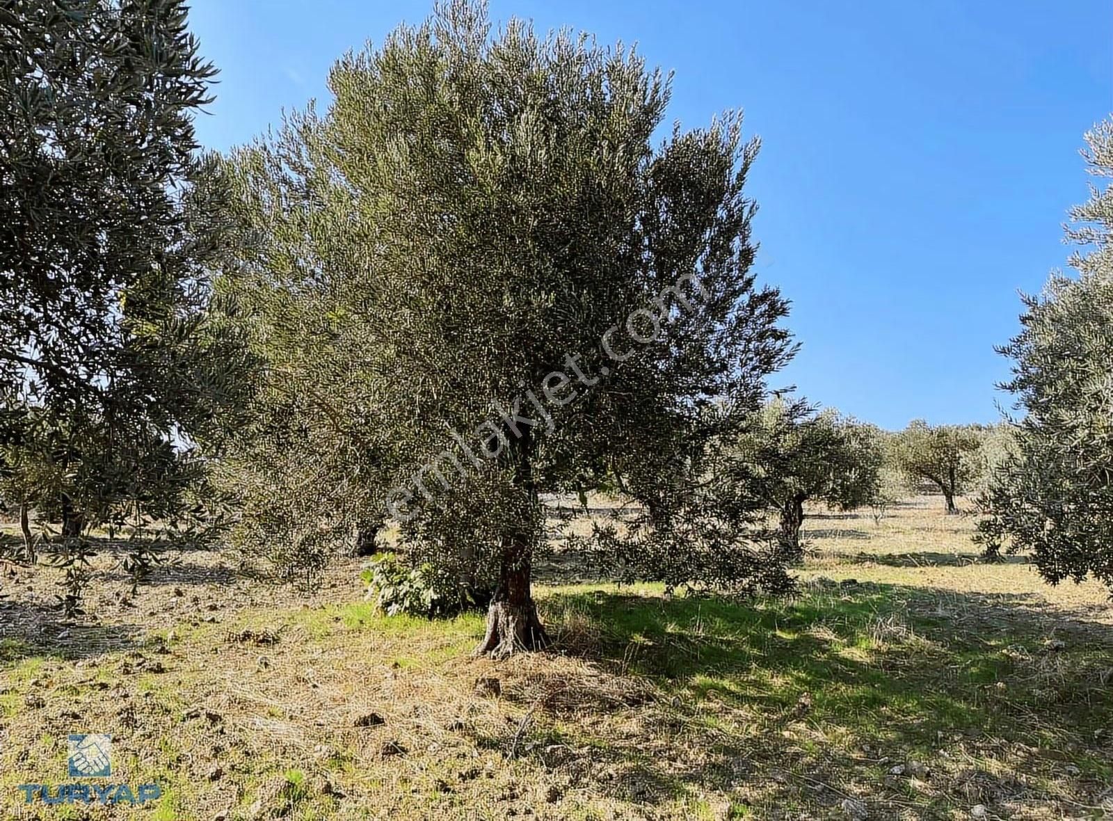 Torbalı Yazıbaşı Mah 9100m2 Müstakil Parsel Tarla - Görsel 15