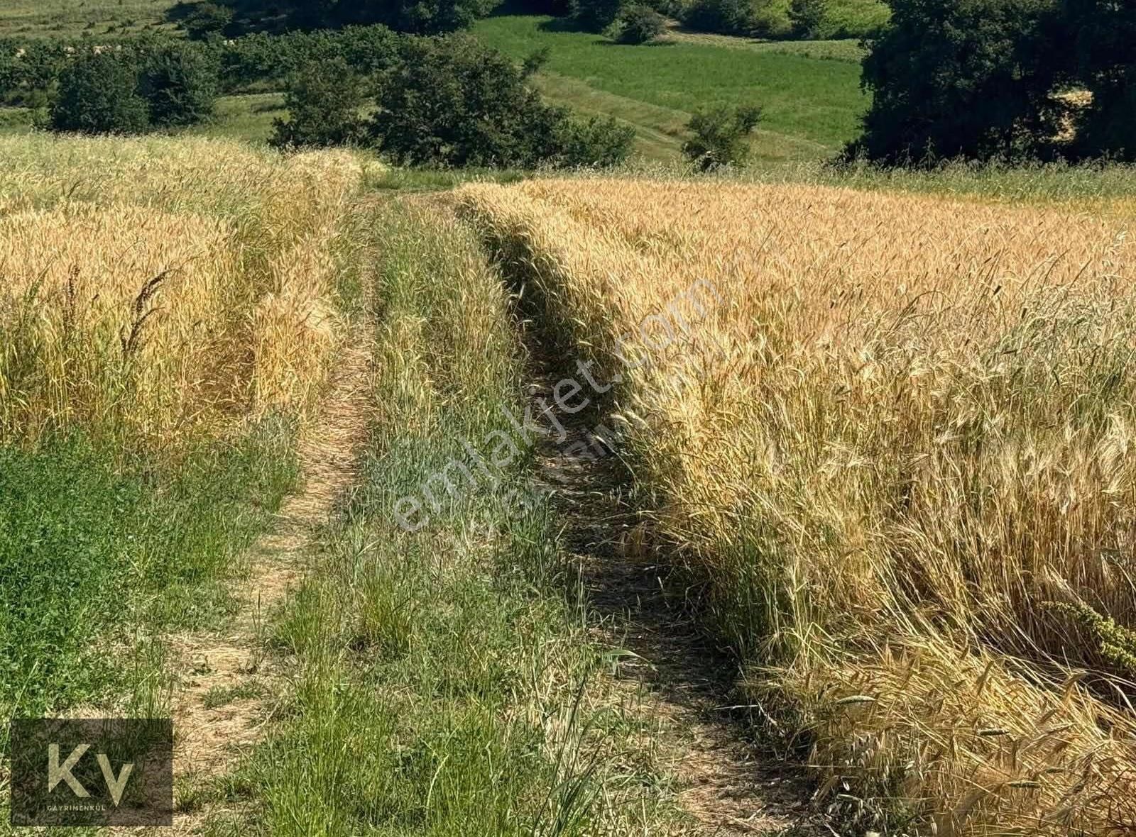 Kv Gayrimenkul'den Adapazarı Örentepe'de 1182 M² Satılık Tarla - Görsel 2