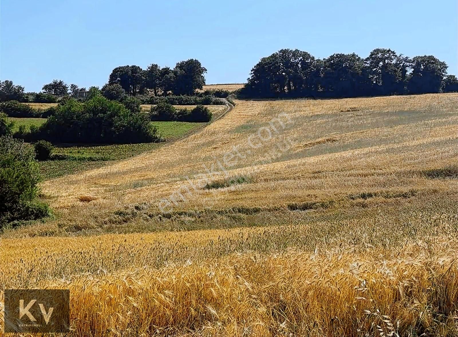 Kv Gayrimenkul'den Adapazarı Örentepe'de 1182 M² Satılık Tarla - Görsel 4